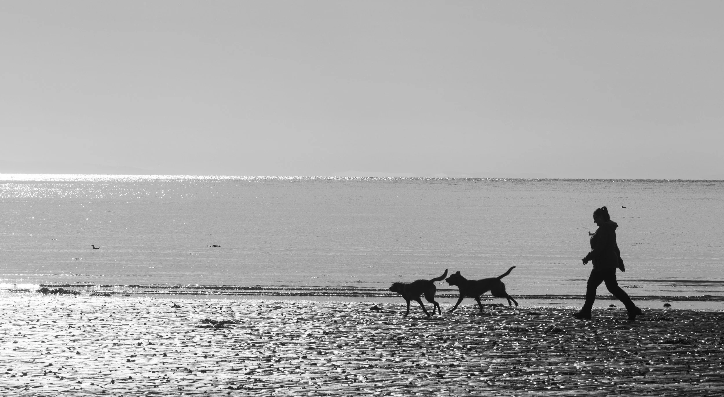 Dog Training in Currumbin: Real-World Results in a High-Distraction Paradise