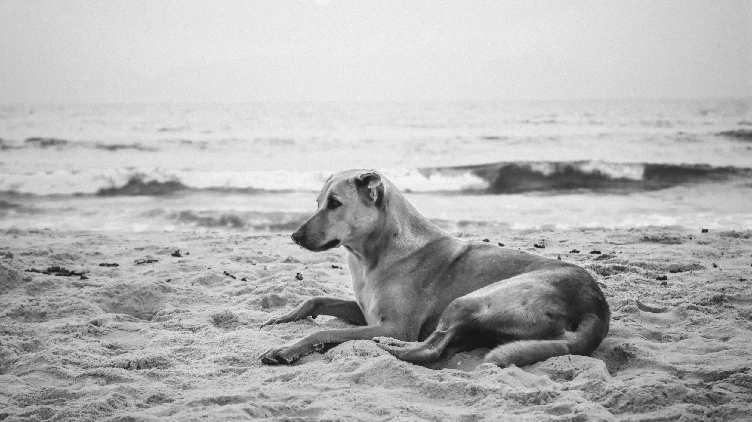Palm Beach Dog TRaining: What to focus on when raising a dog near the beach.
