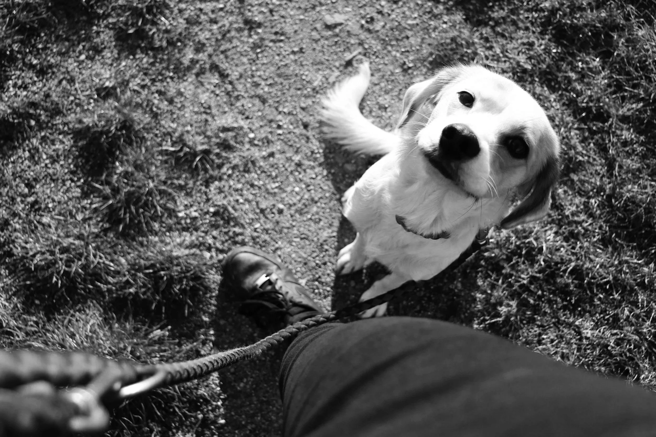 Gold Coast Dog Training That Actually Works.