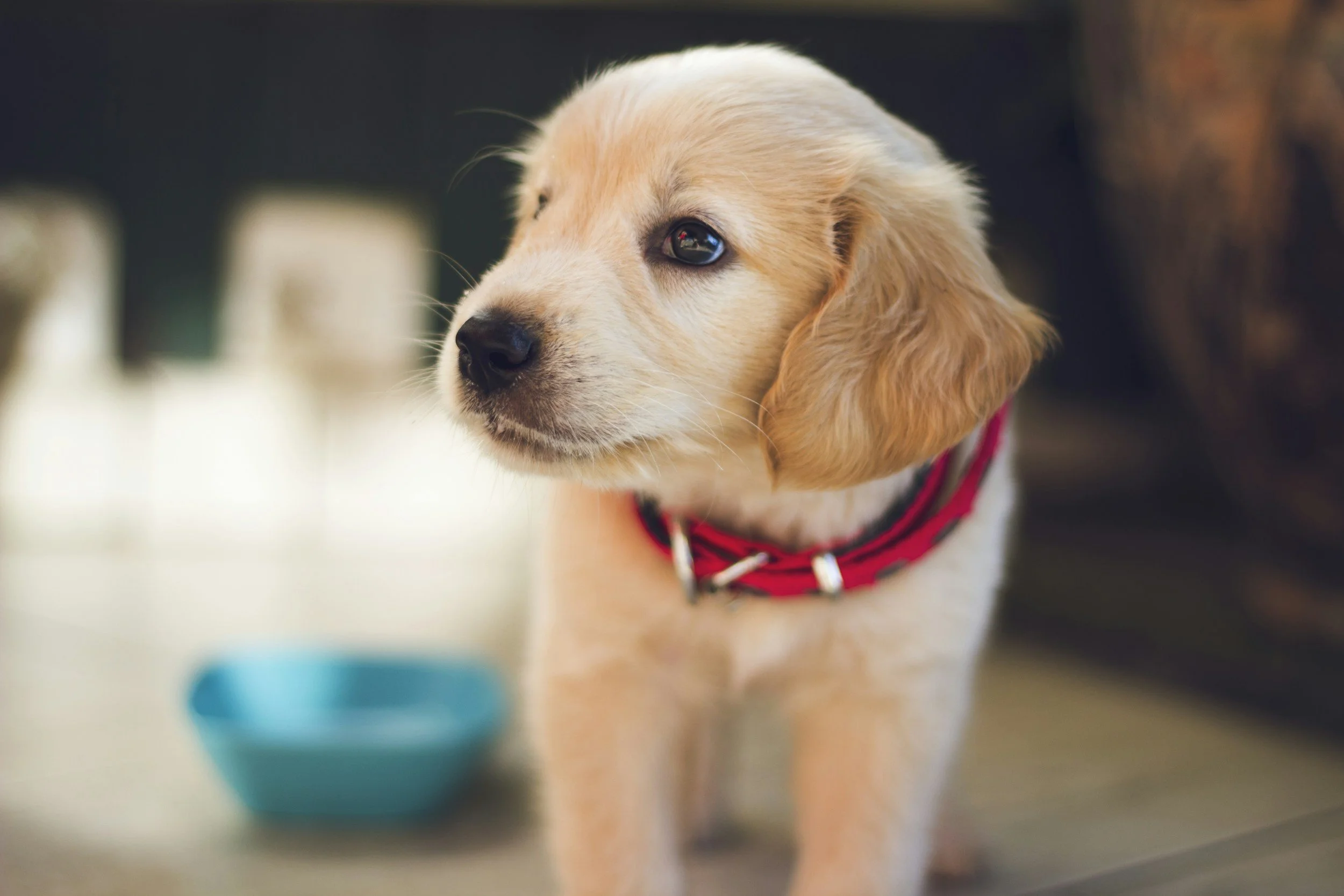 A cute golden retriever puppy with a red collar standing indoors near a blue food bowl.