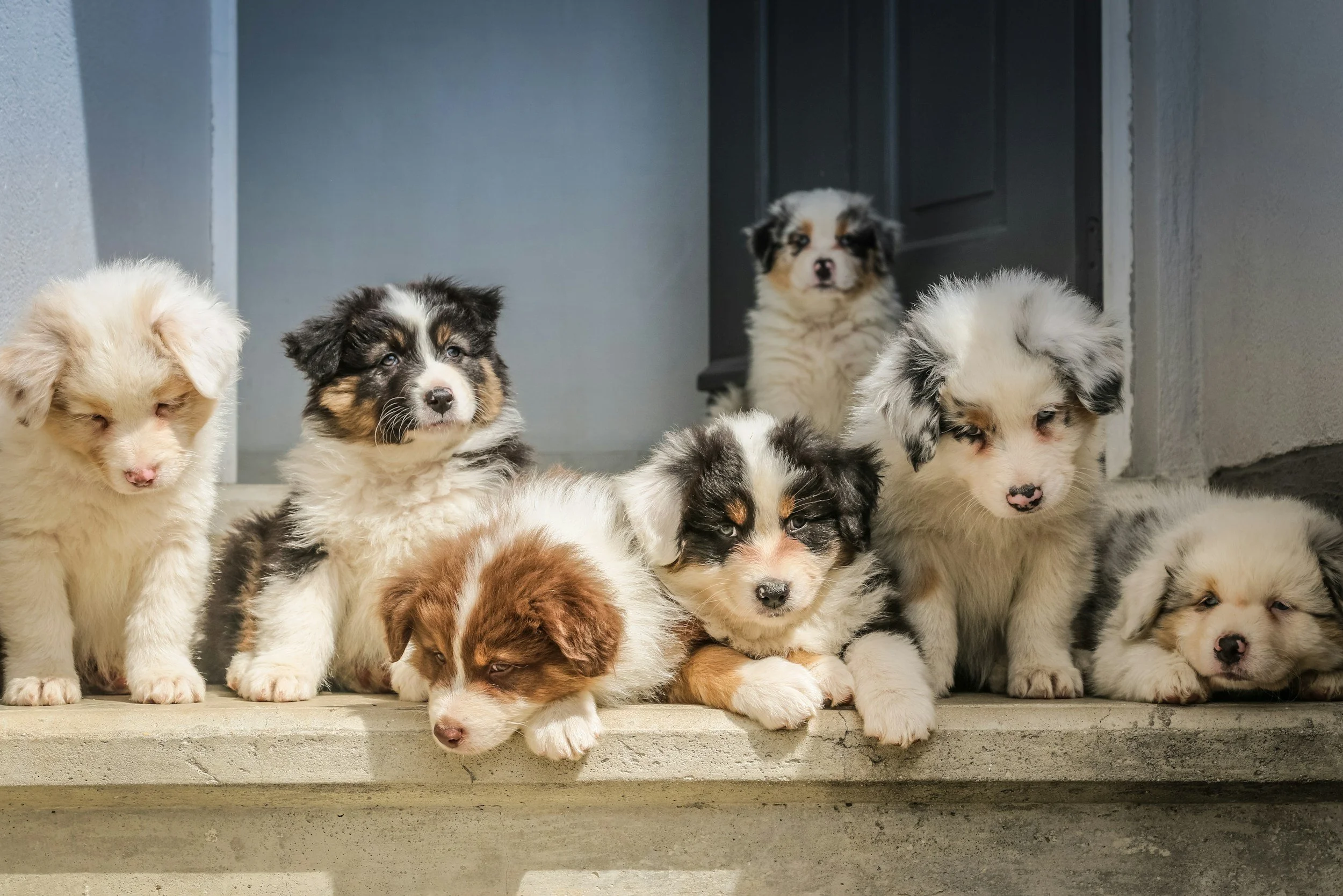 Group of seven Australian Shepherd puppies sitting and lying on a concrete porch.
