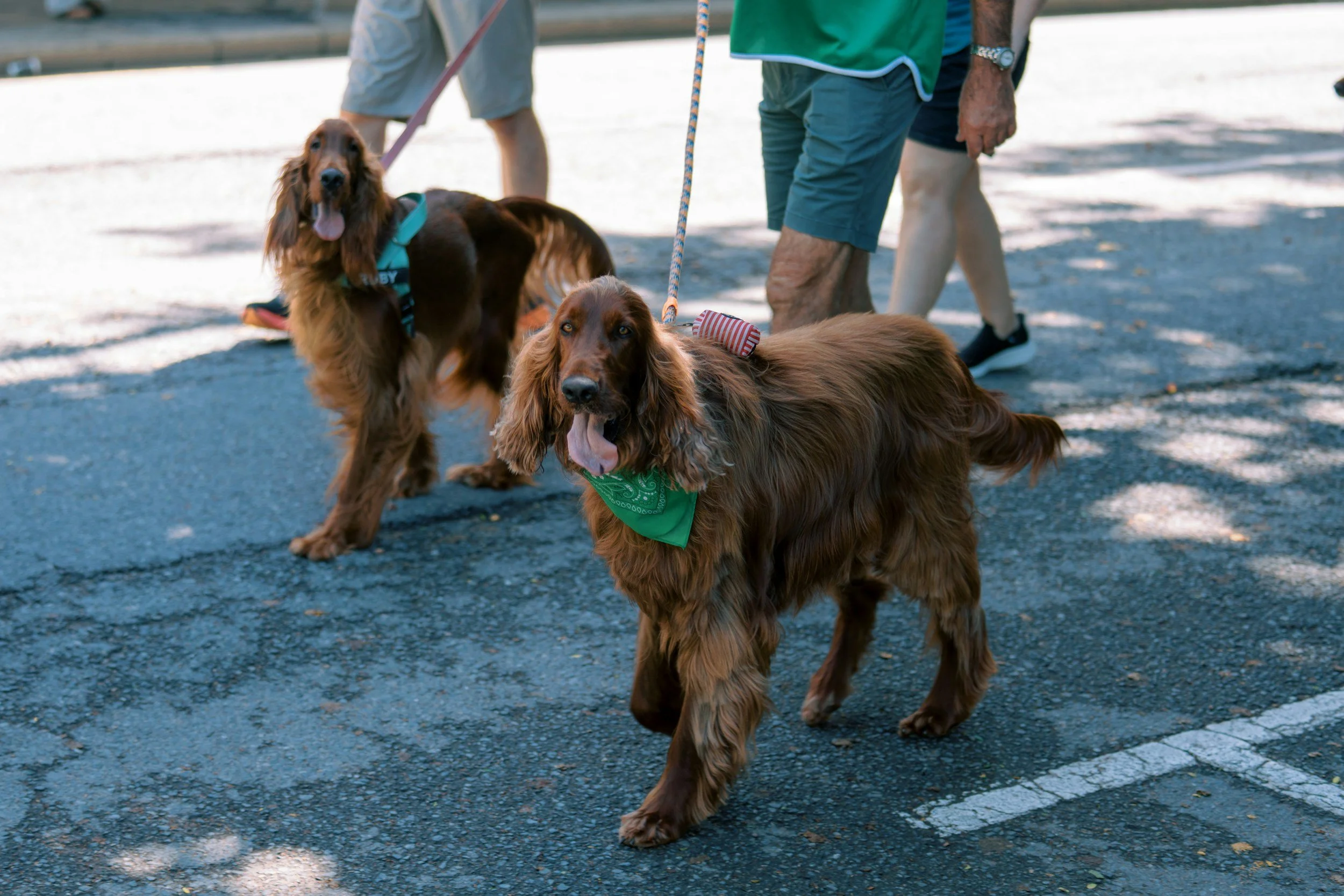 Two Irish Setter dogs being walked on leashes by people in a parking lot with sun and shade.