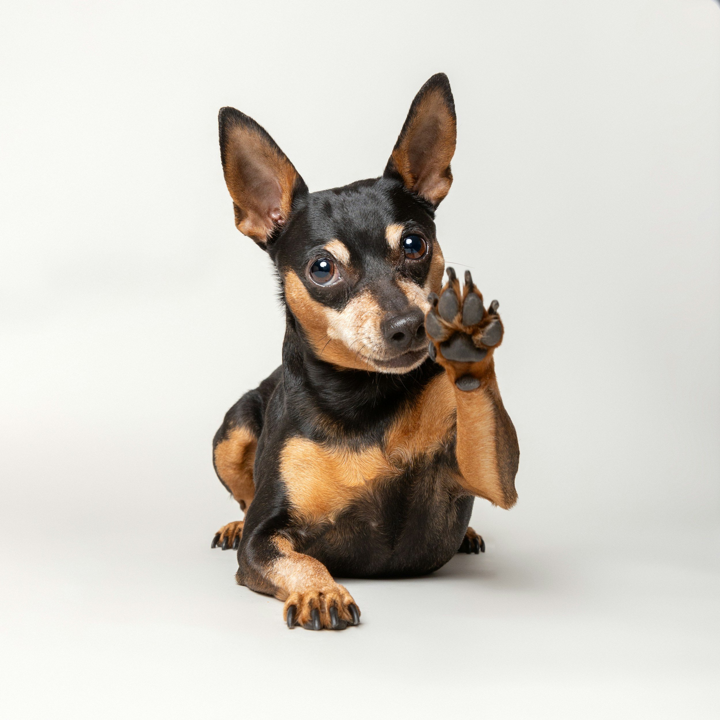 A small black and tan dog with large ears raising one paw, looking at the camera, against a plain light background.