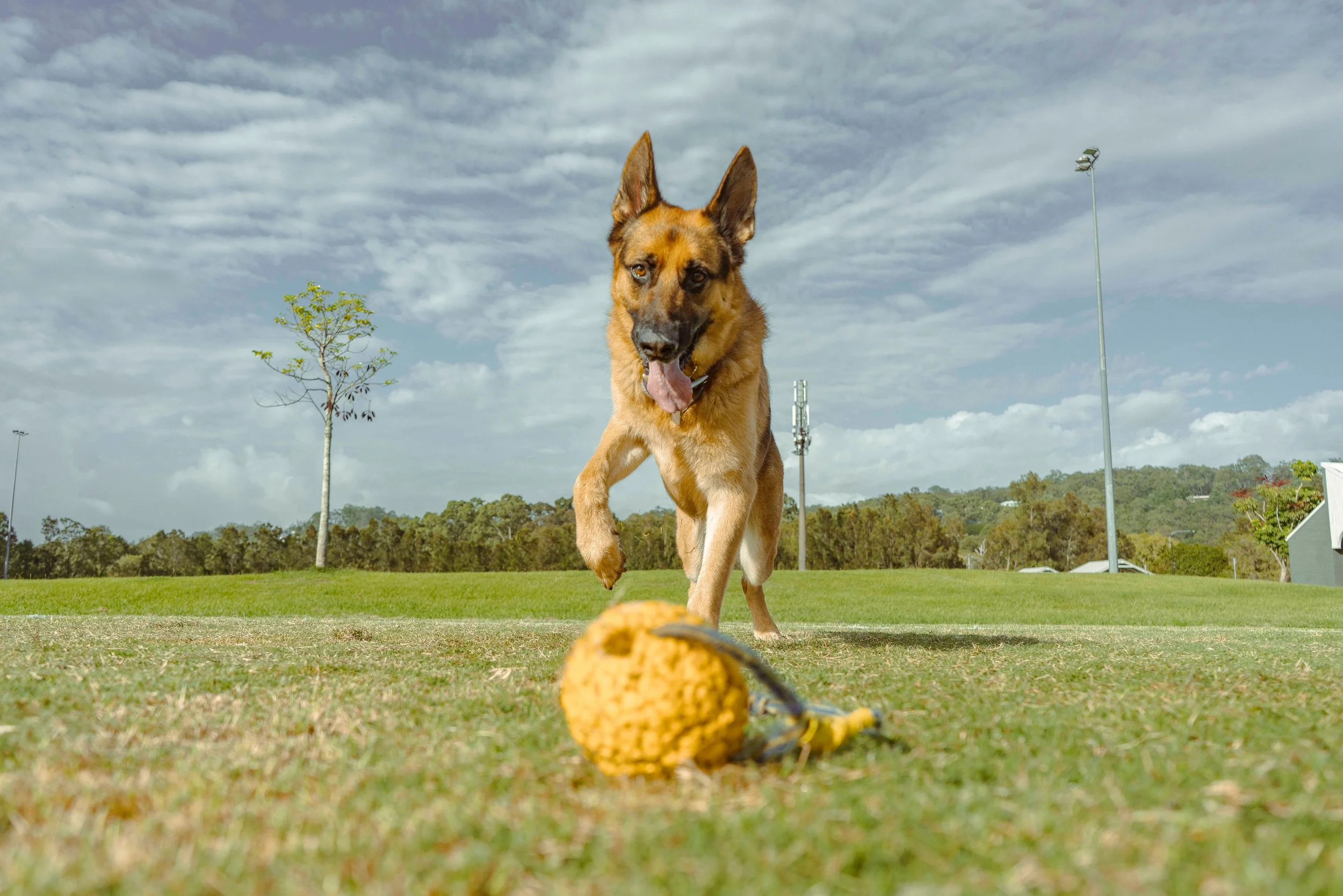 A dog running on a grassy field toward a yellow toy with a black handle, with trees, hills, and a cloudy sky in the background.
