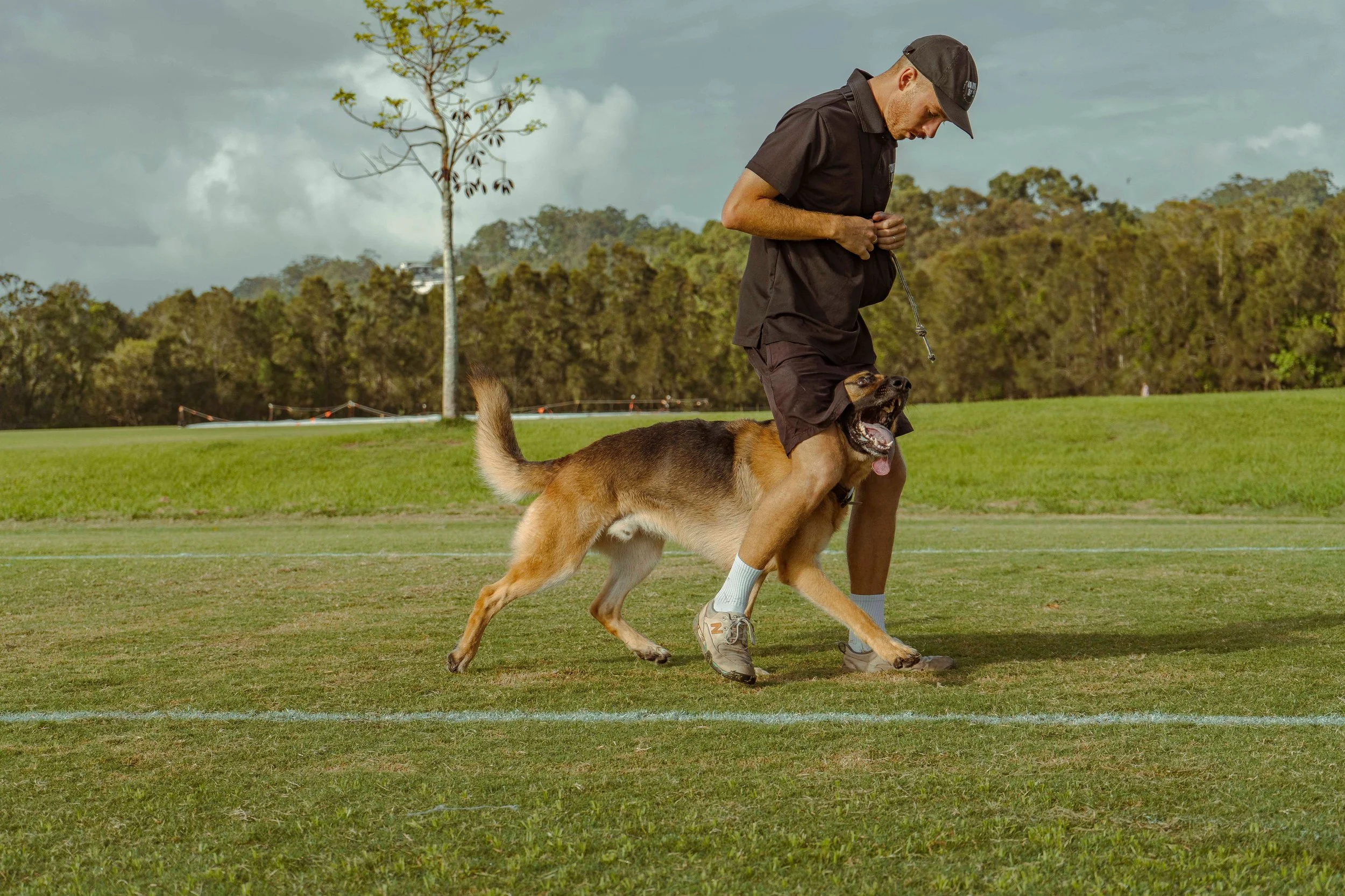 dog training gold coast seb hagrid german shepherd middle heel