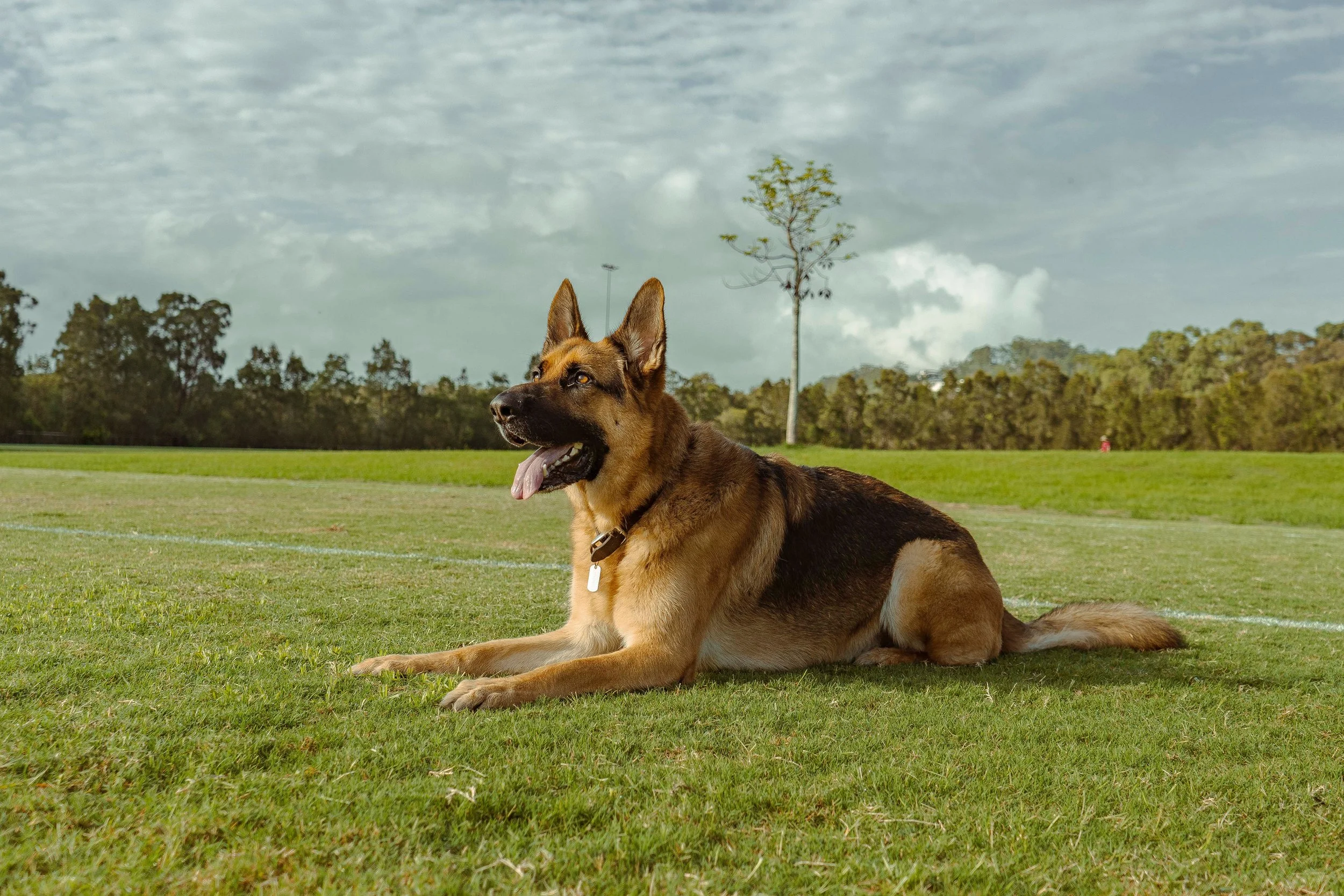 german shepherd hagrid