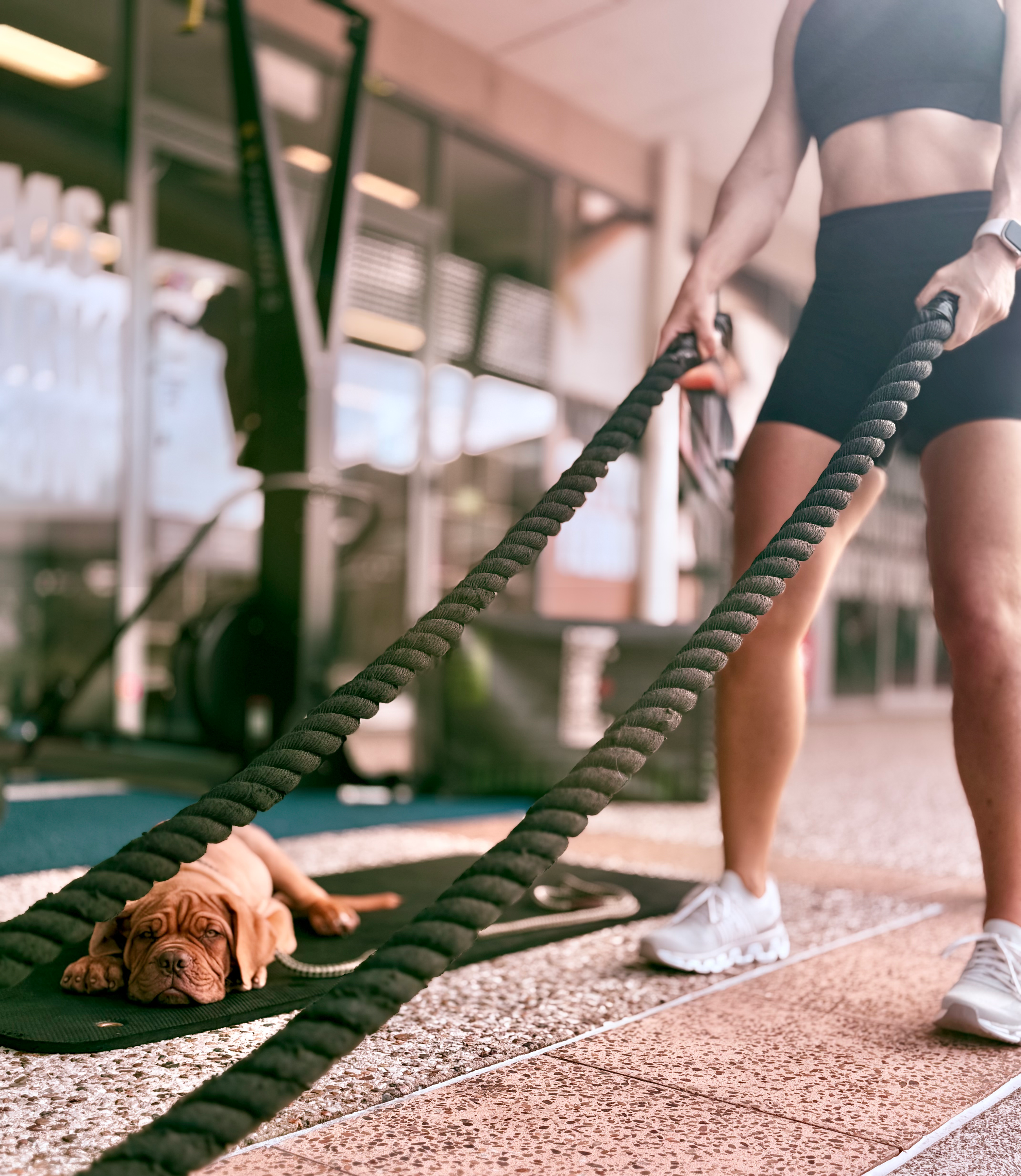 Dog Training, Crossfit, Personal Trainer