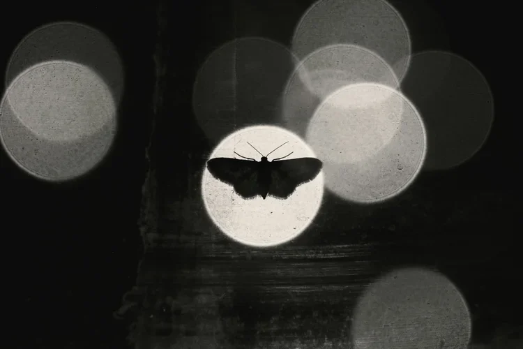 NOMAD BUTTERFLY - THE ART OF BEGINNING 