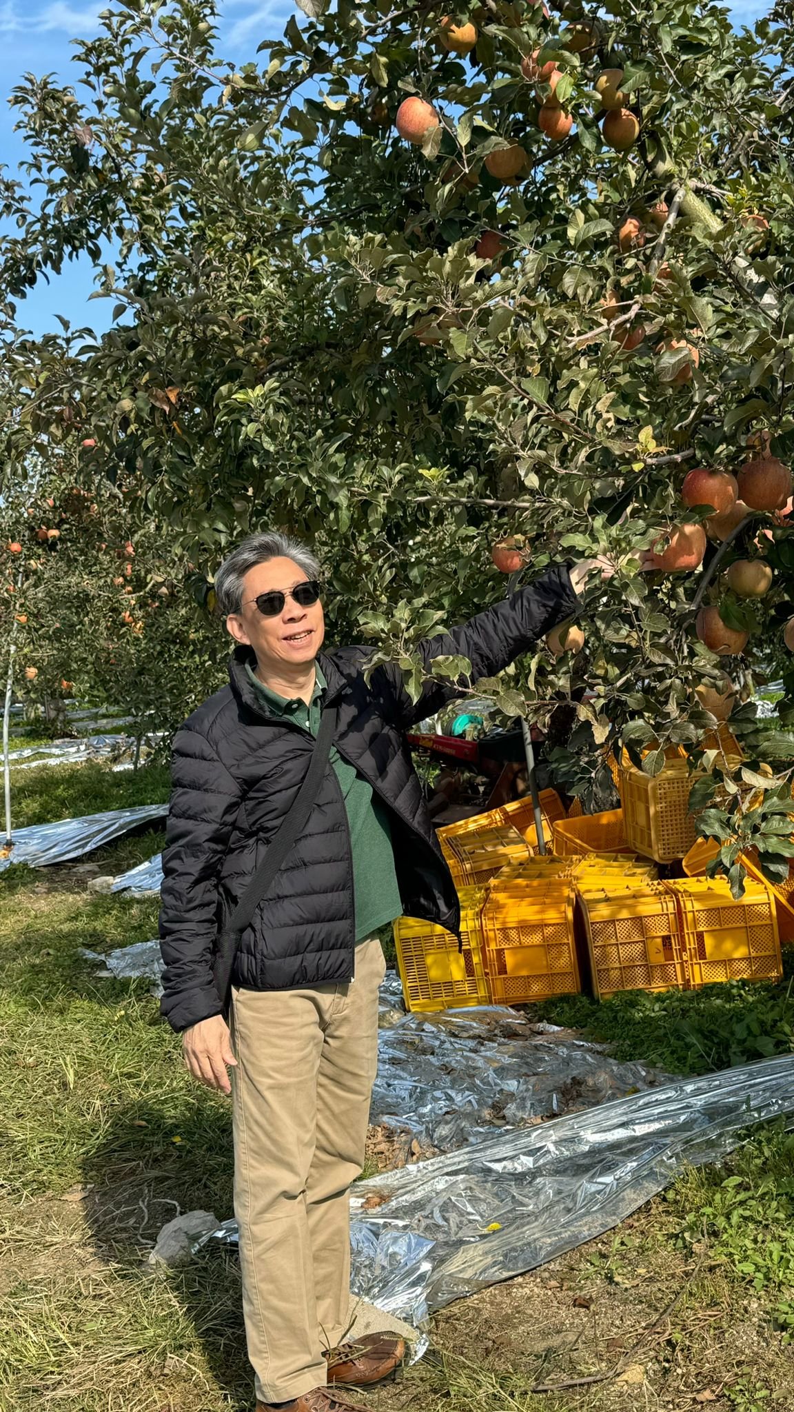 The apple orchard. Can you see how pretty the apples are?