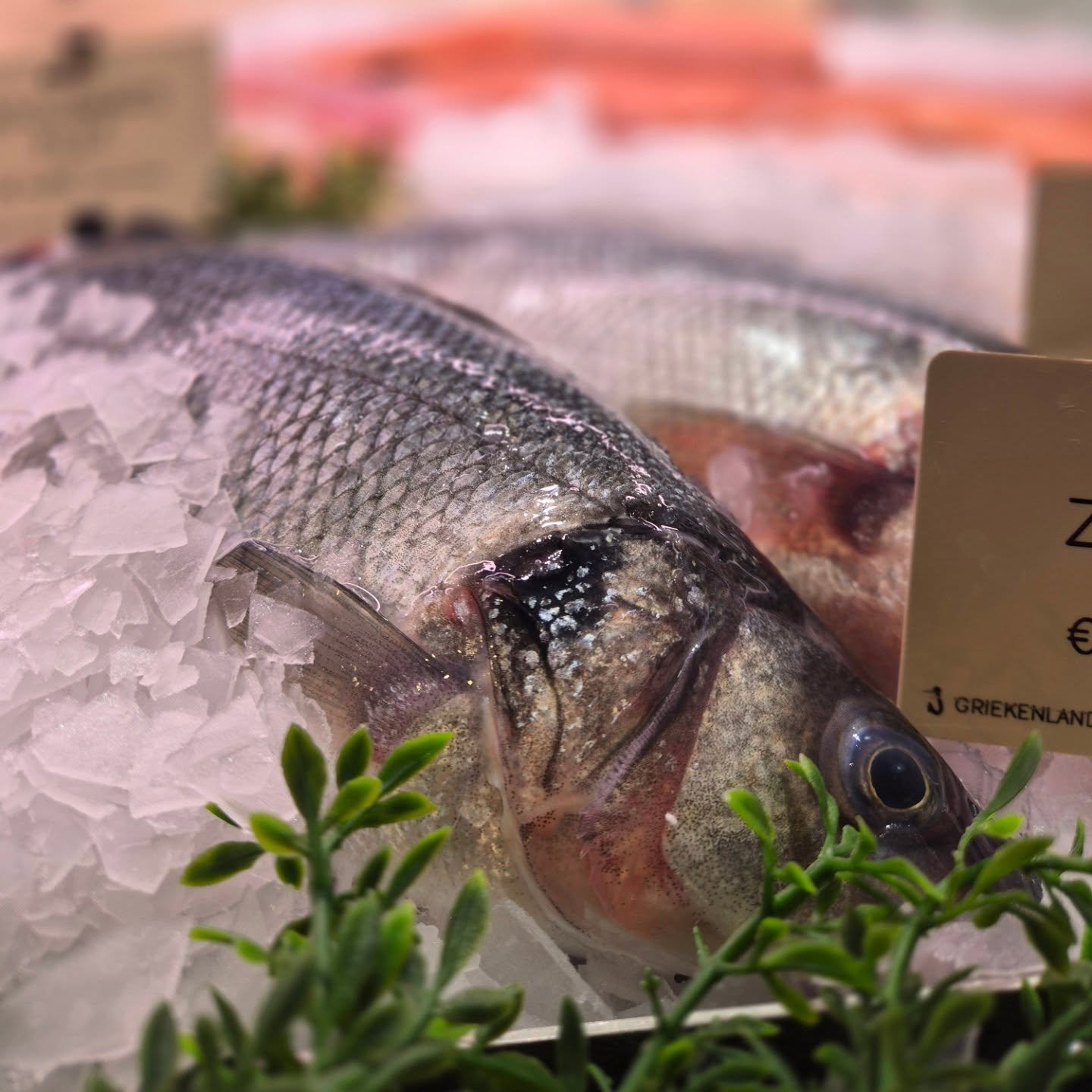 🐟 Prachtige verse visjes voor op de BBQ dit weekend 🍽  zoals deze heerlijke zeebaars of een mooie dorade!
Liever iets anders? Roodbaars, zalmfilet, kabeljauwhaas en grote gamba's zijn ook zeer geschikt! 🤩
En ben je bang dat je vis gaat plakken aan