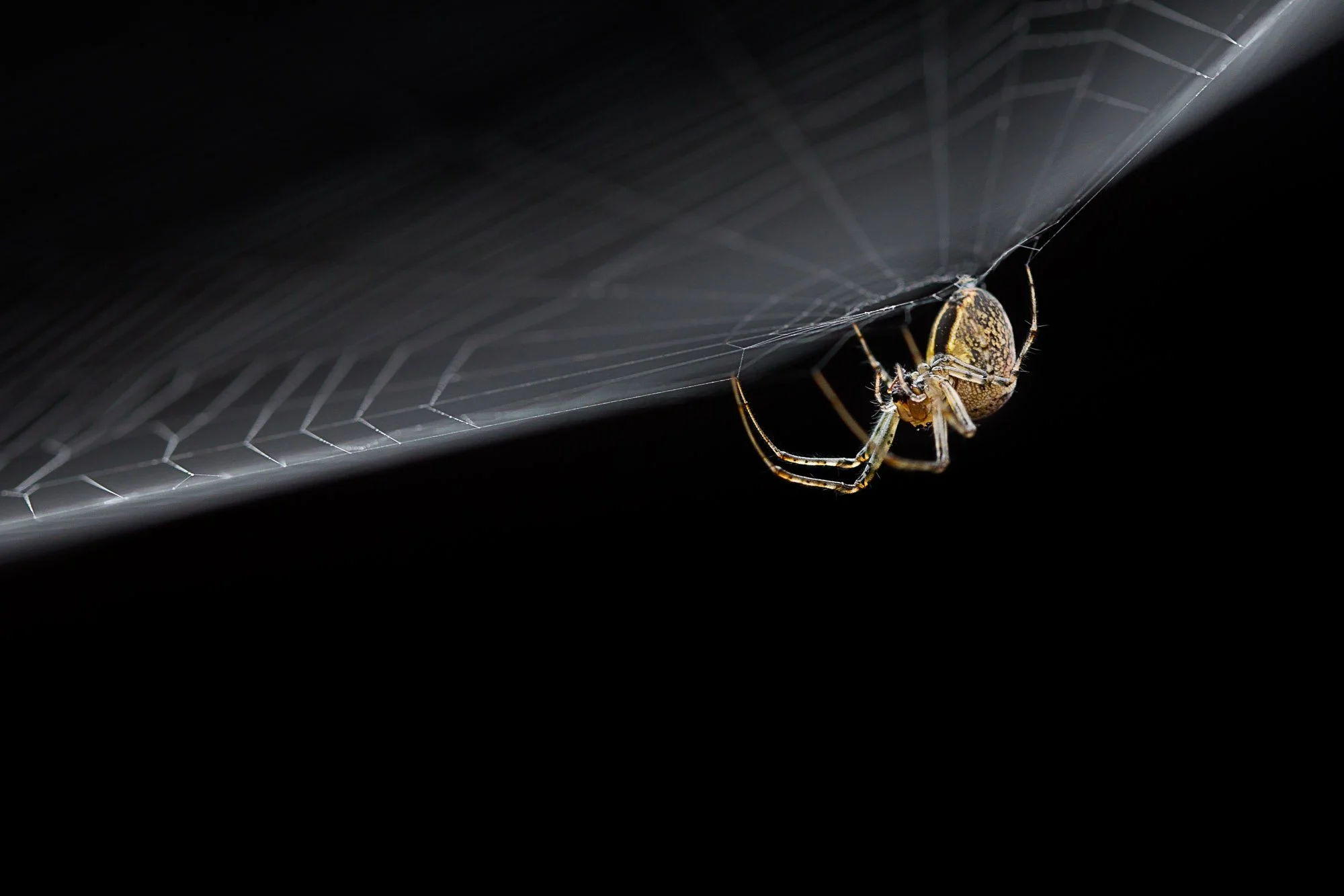 Wildlife-11.jpg
