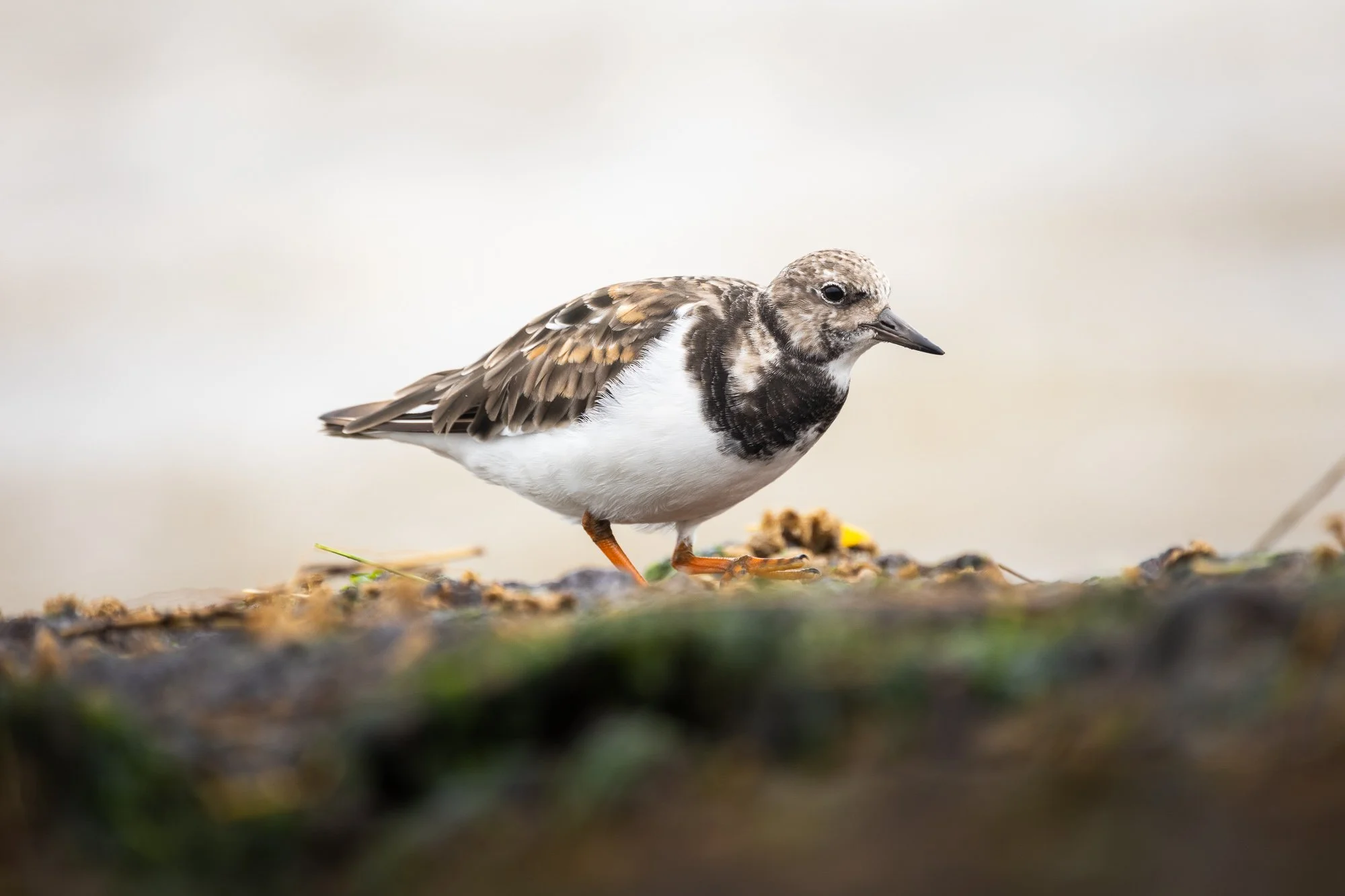Turnstone.jpg