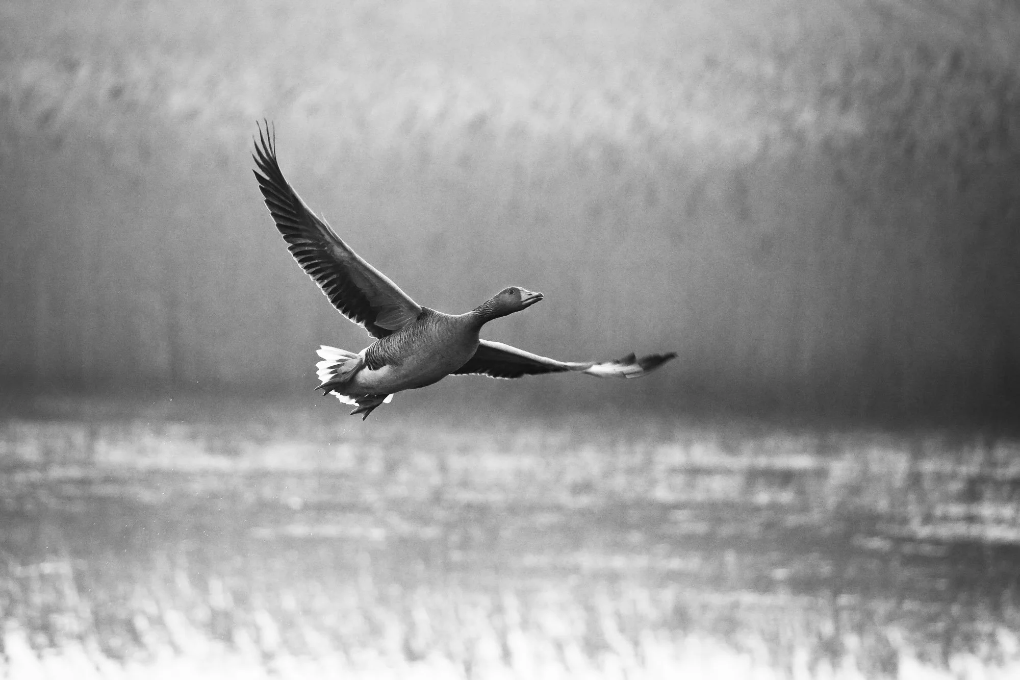 Wildlife-8.jpg