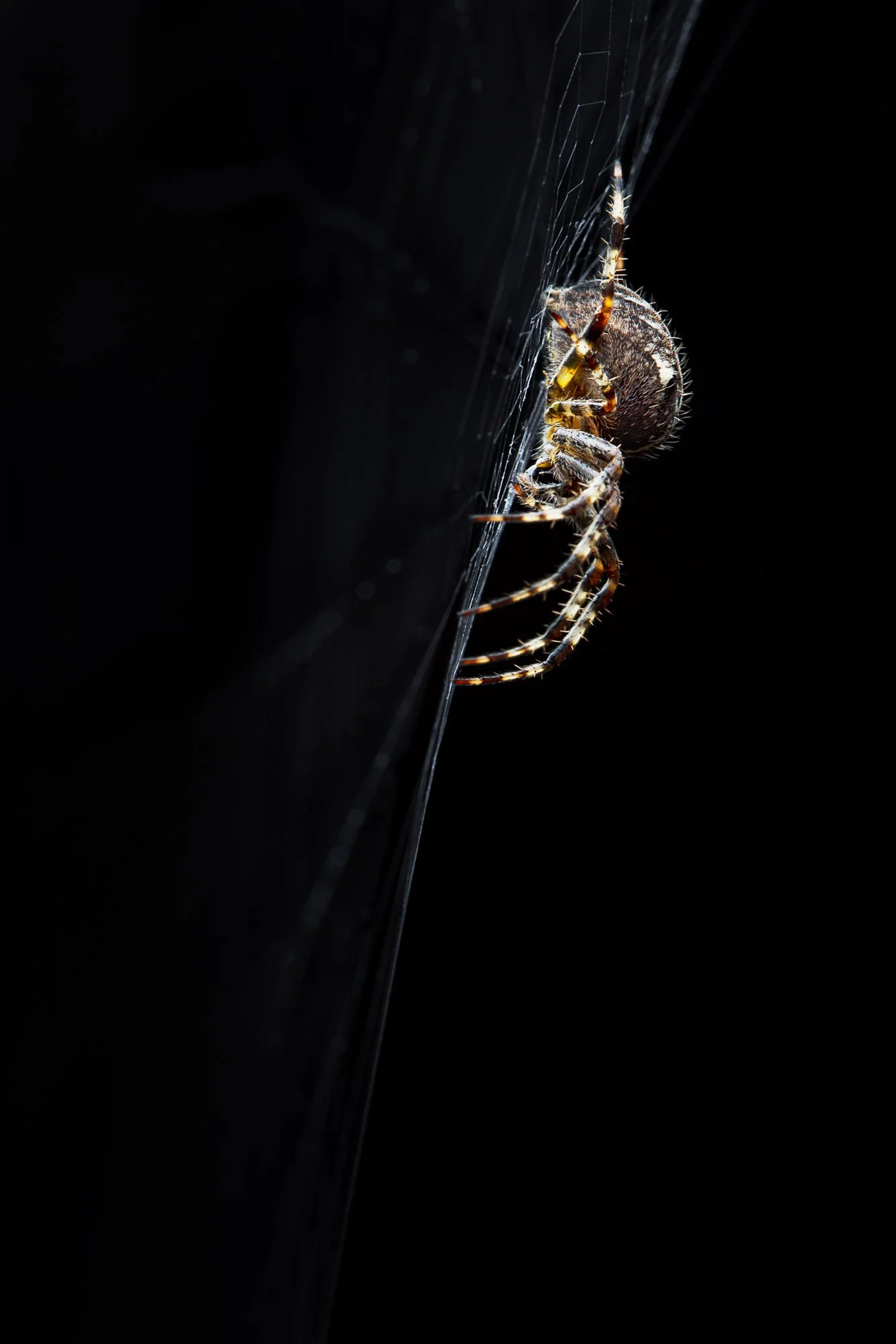 Wildlife-14.jpg
