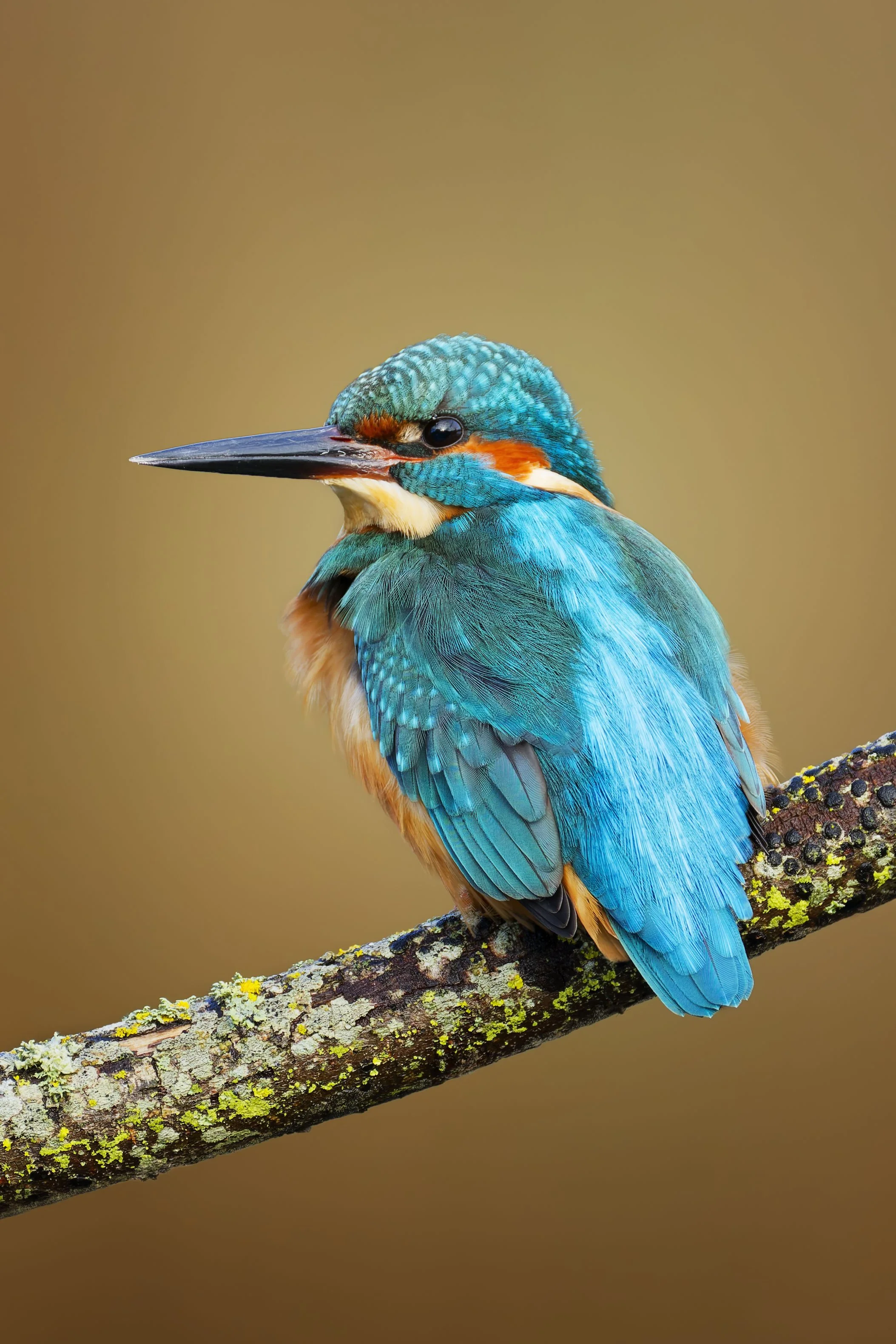 _U3A0191_DxOKingfisher 3_DxO.jpg