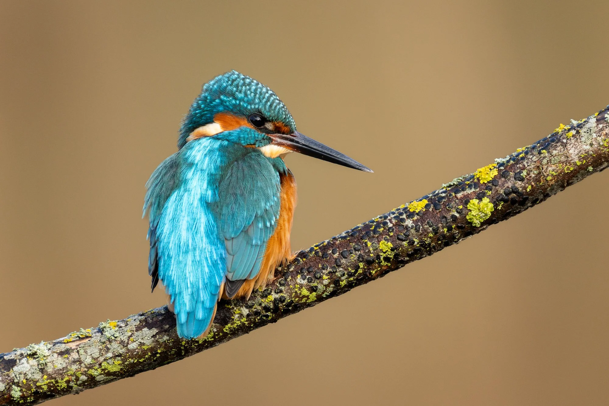 RSPB Lakenheath Kingfisher Full crop.jpg