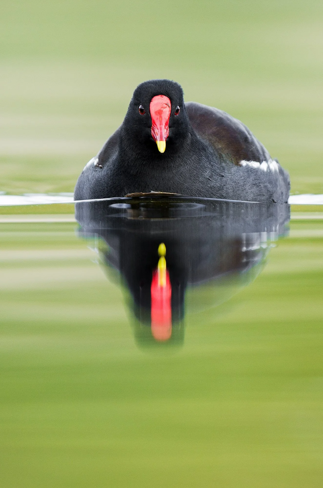 Wildlife-5.jpg