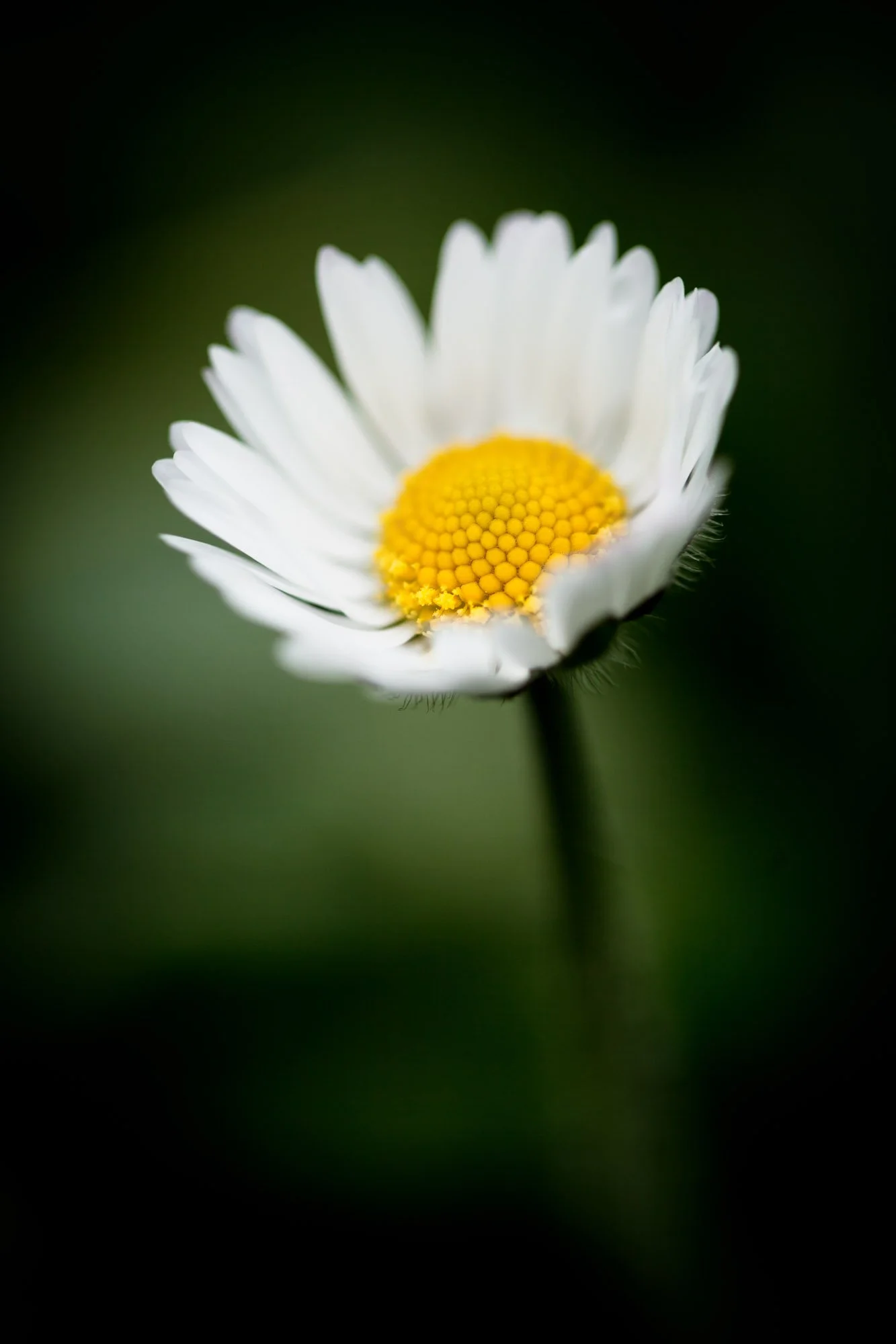 Wildlife-22.jpg