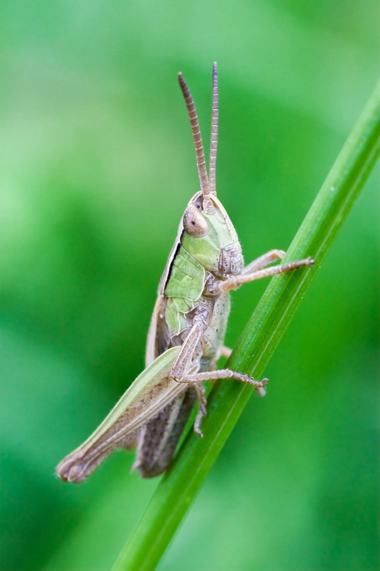 Wildlife-16.jpg