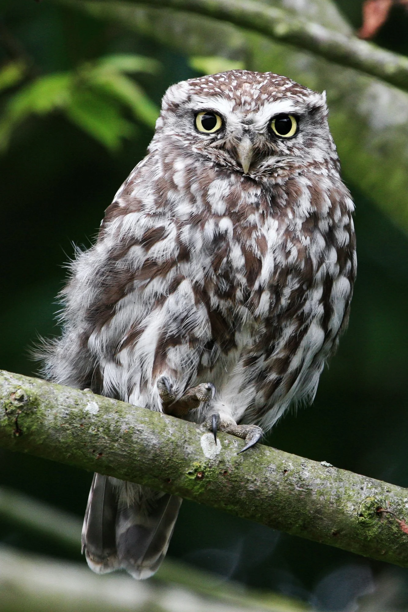 Little Owl_final Edit_colour.jpg