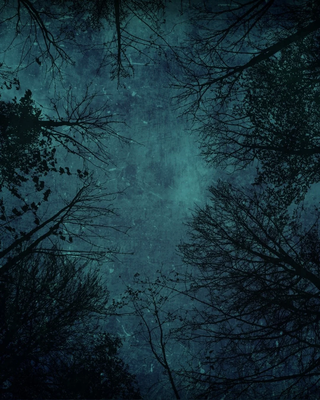 Night sky viewed through the silhouette of tree branches.