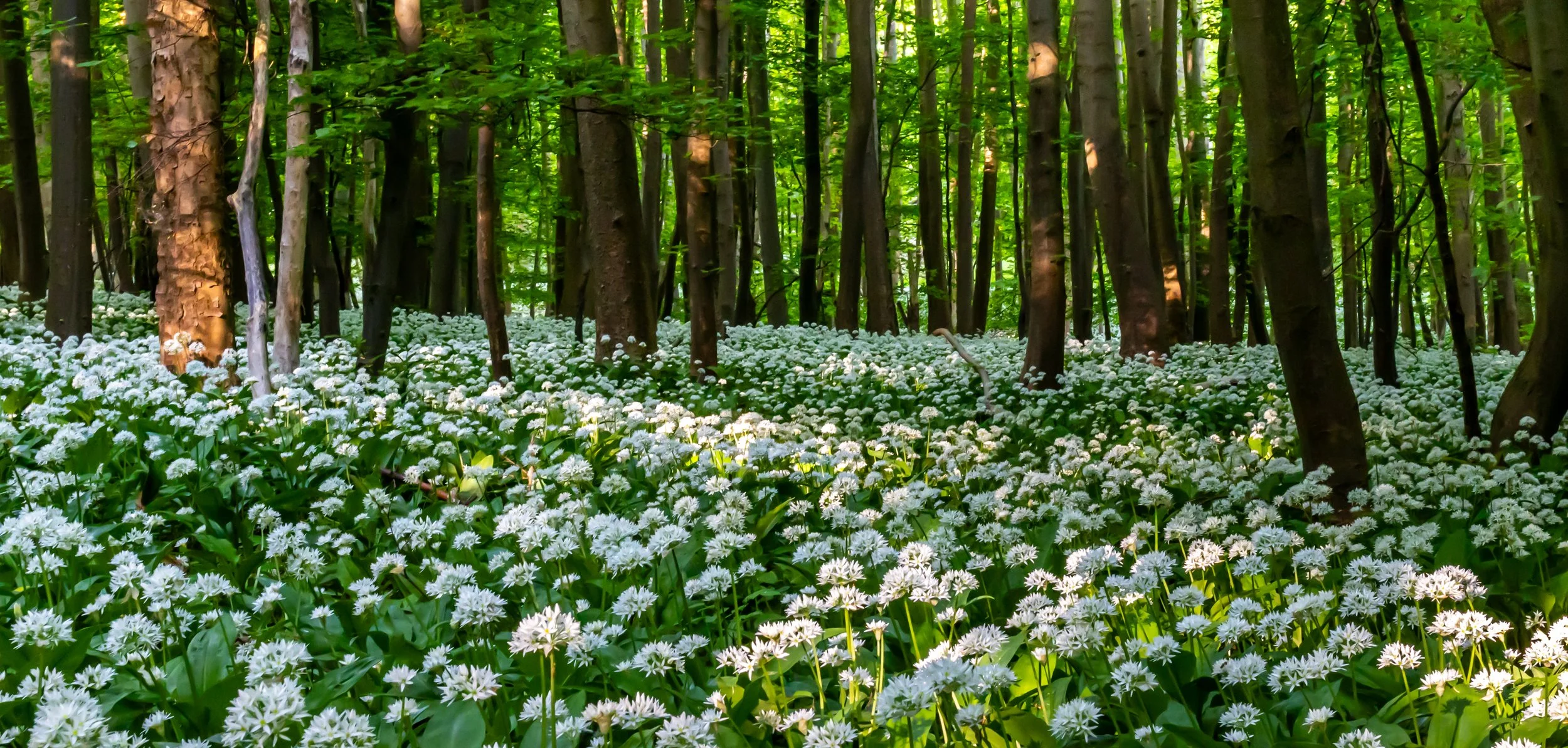 Bärlauchblüte Harz