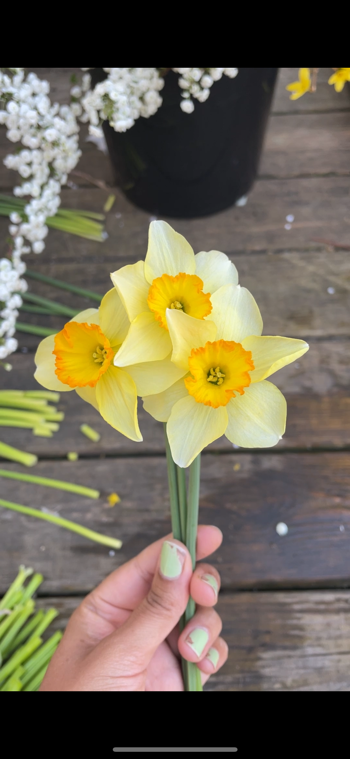 Yellow Poppy Narcissus
