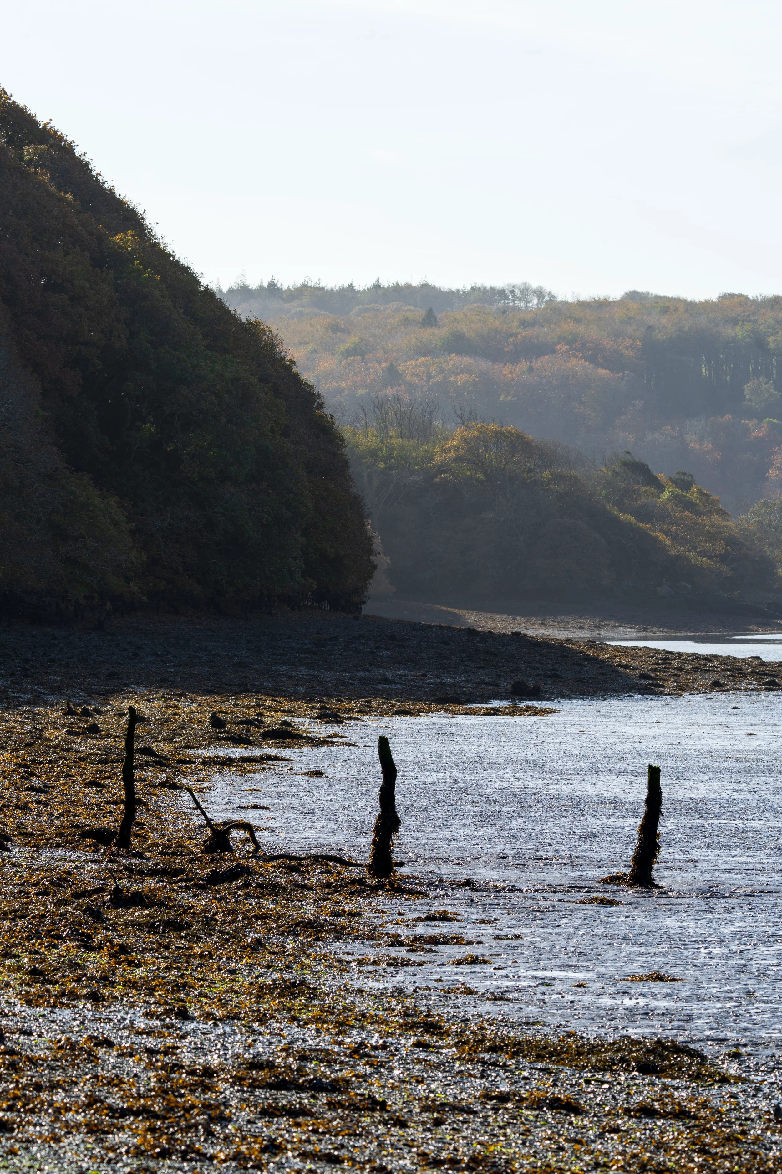 Shoreline with three wooden posts sticking out of the wet ground, with a hillside covered in trees in the background, under clear sky.