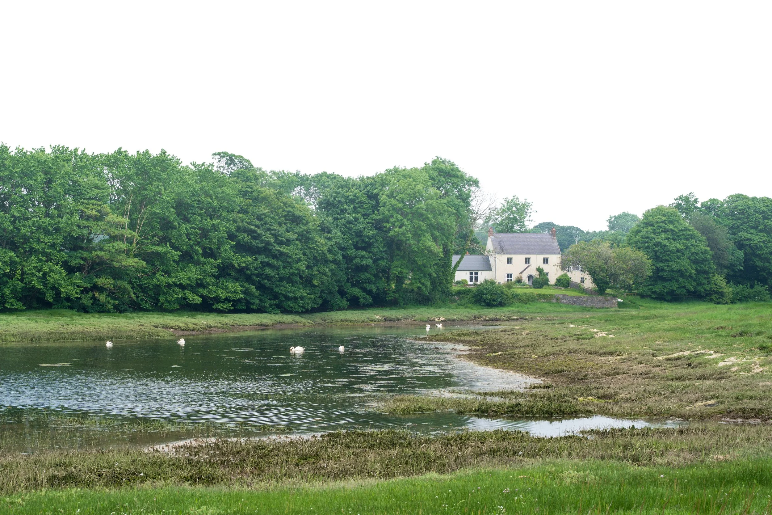 A river with a few swans swimming, green grassy banks, and a white house with triangular roof among trees in the background.