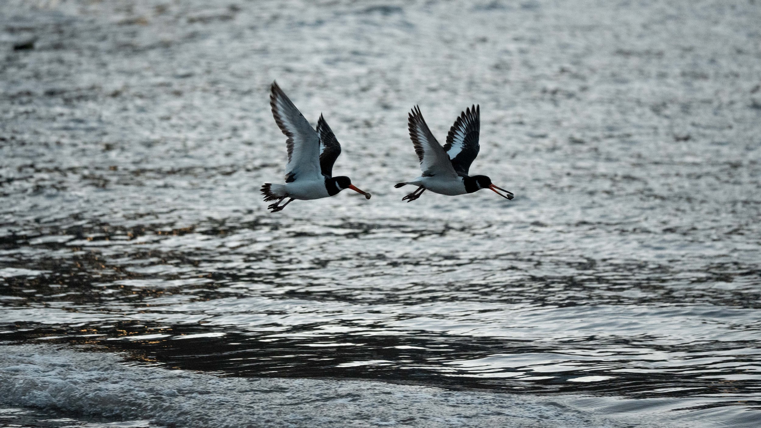 Two birds flying over water, each holding a small fish in their beaks.