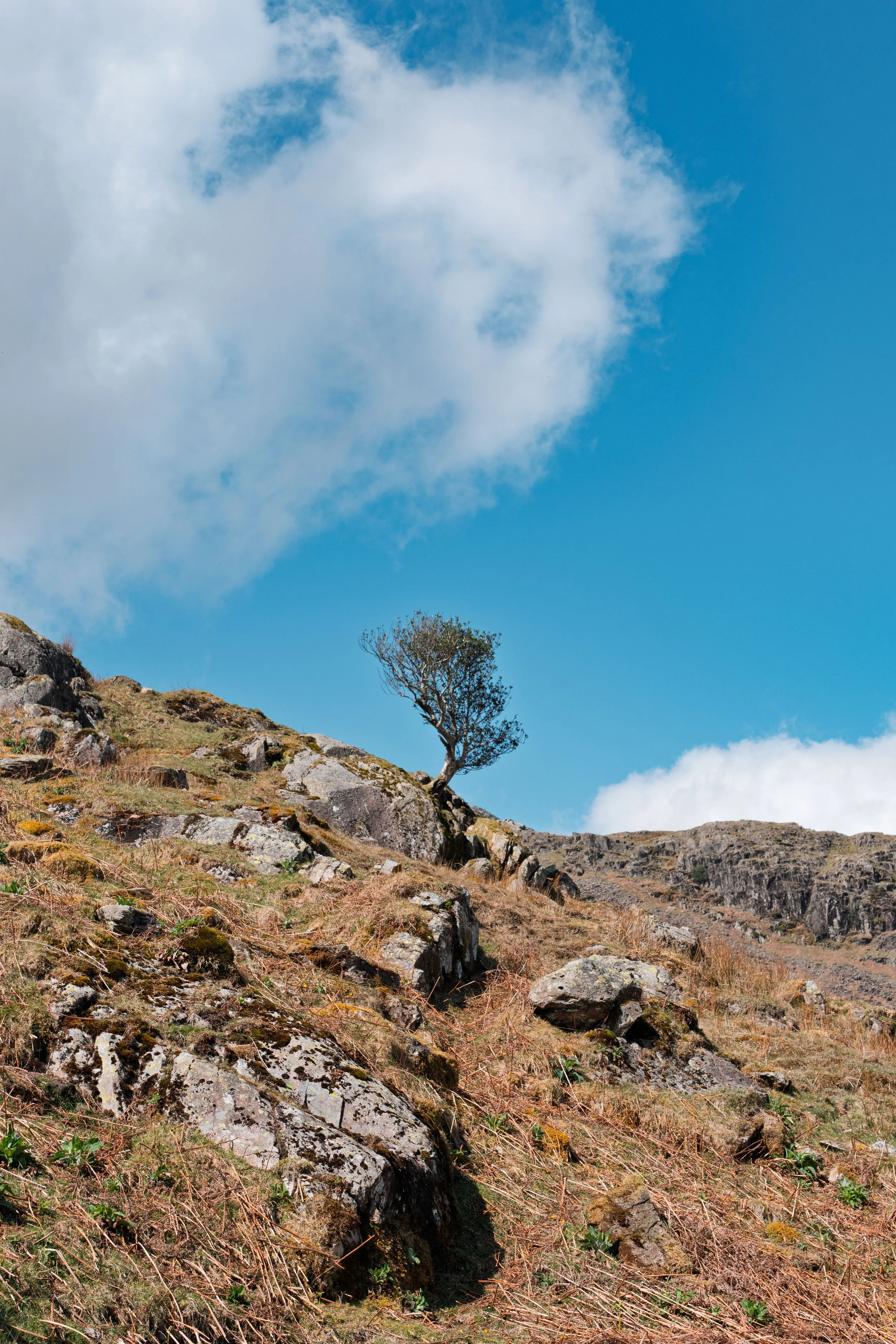 A lone tree on a steep, rocky hillside under a partly cloudy blue sky.