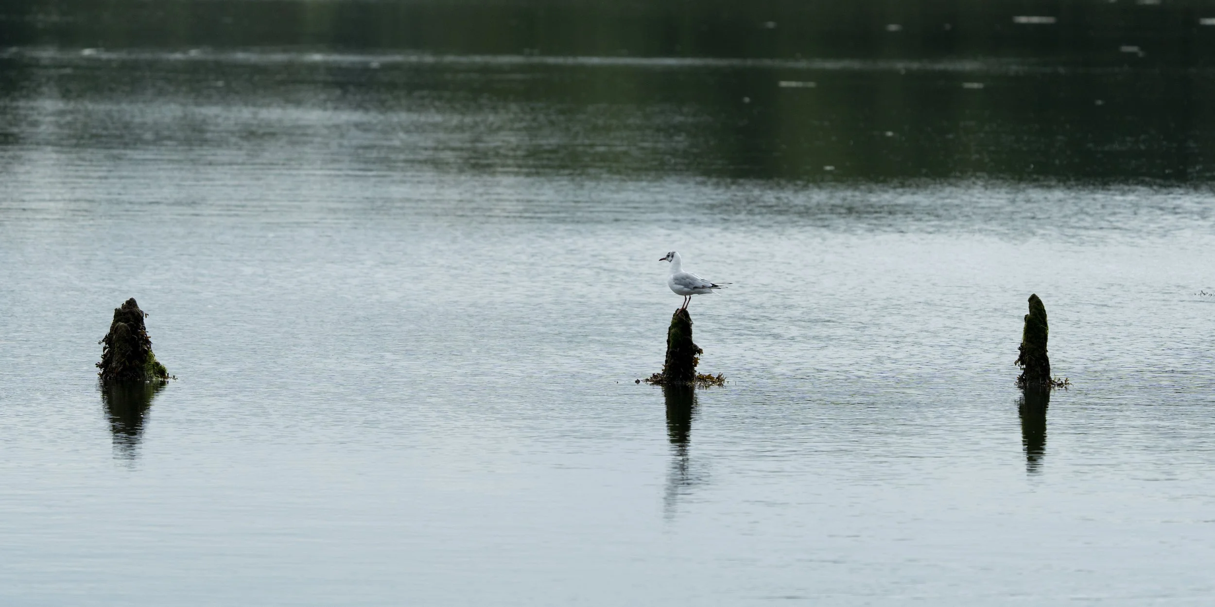 A seagull standing on a mossy wooden piling in calm water with two other pilings nearby and a blurred background of water.