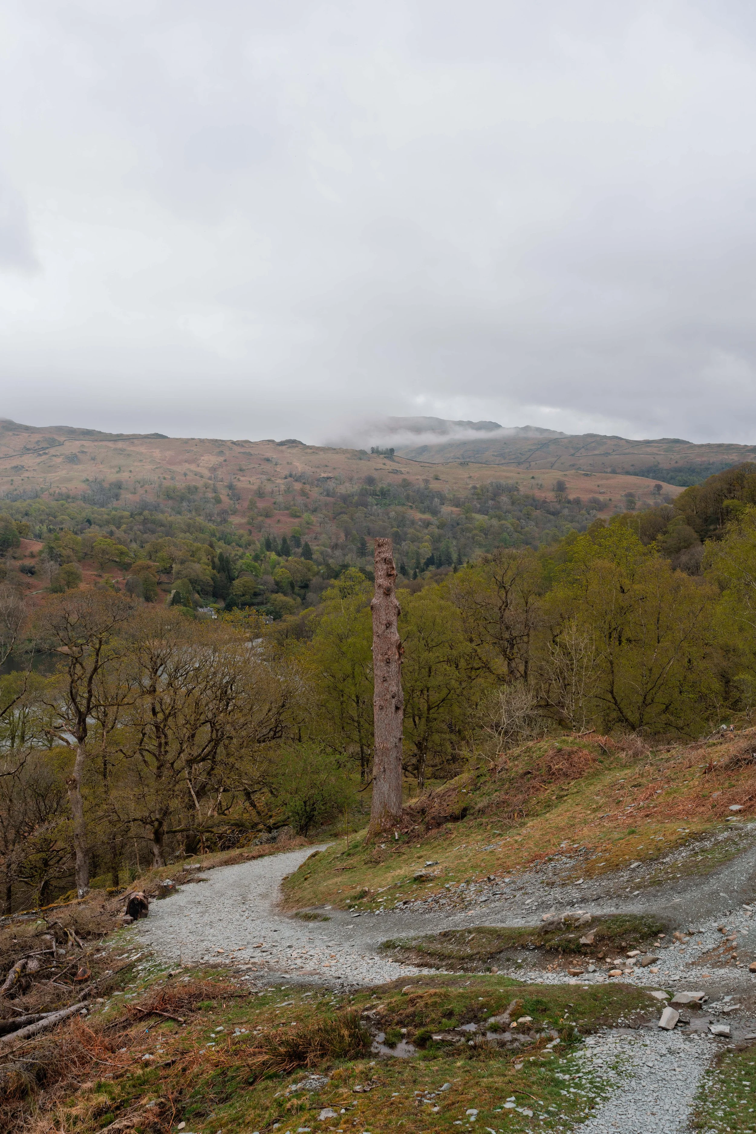 A winding dirt trail through a wooded hillside with falling leaves, topped by a tall, bare tree trunk, with mountains and cloudy sky in the background.