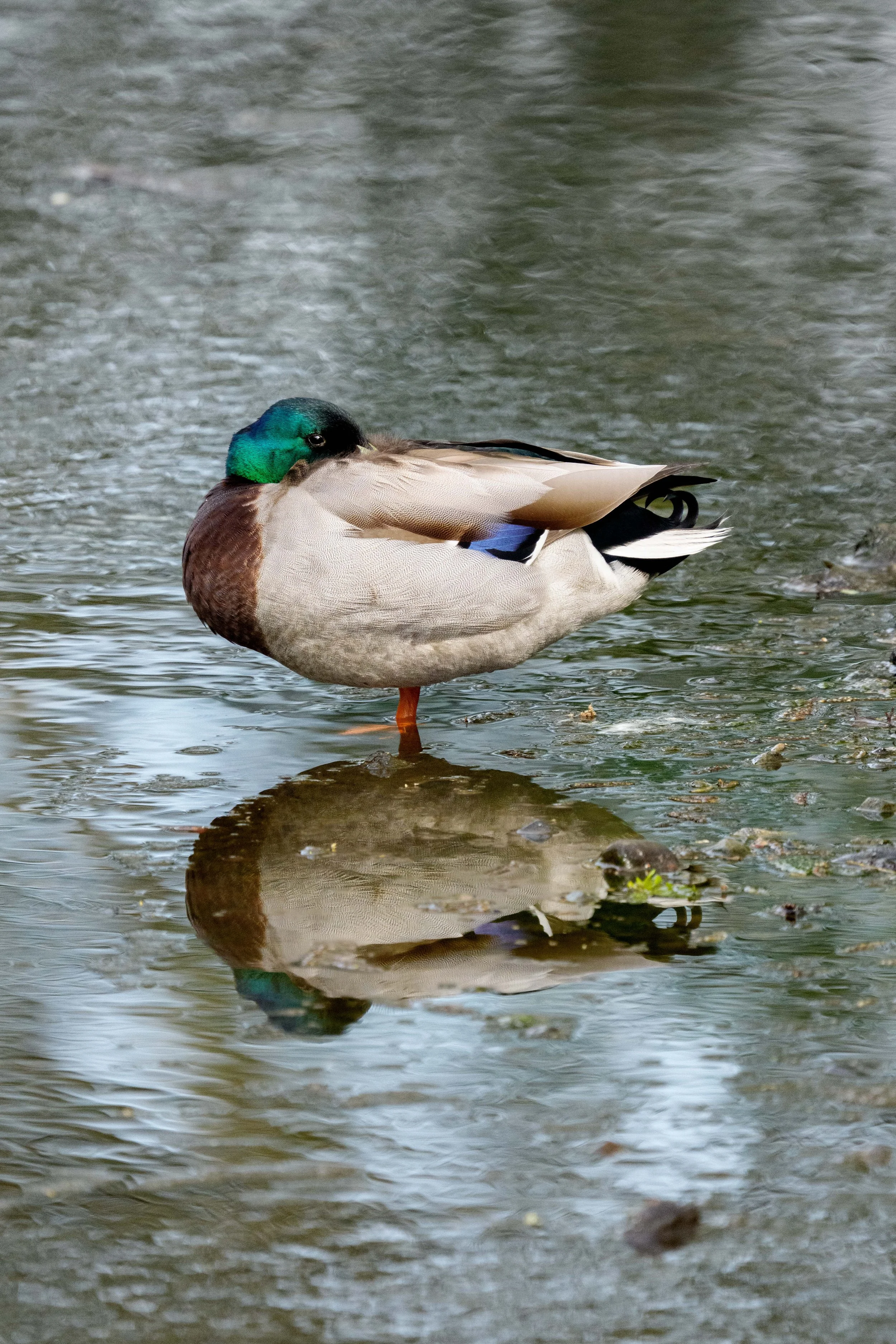 A mallard duck standing in shallow water, with its head tucked into its body, displaying green, brown, black, and white feathers.