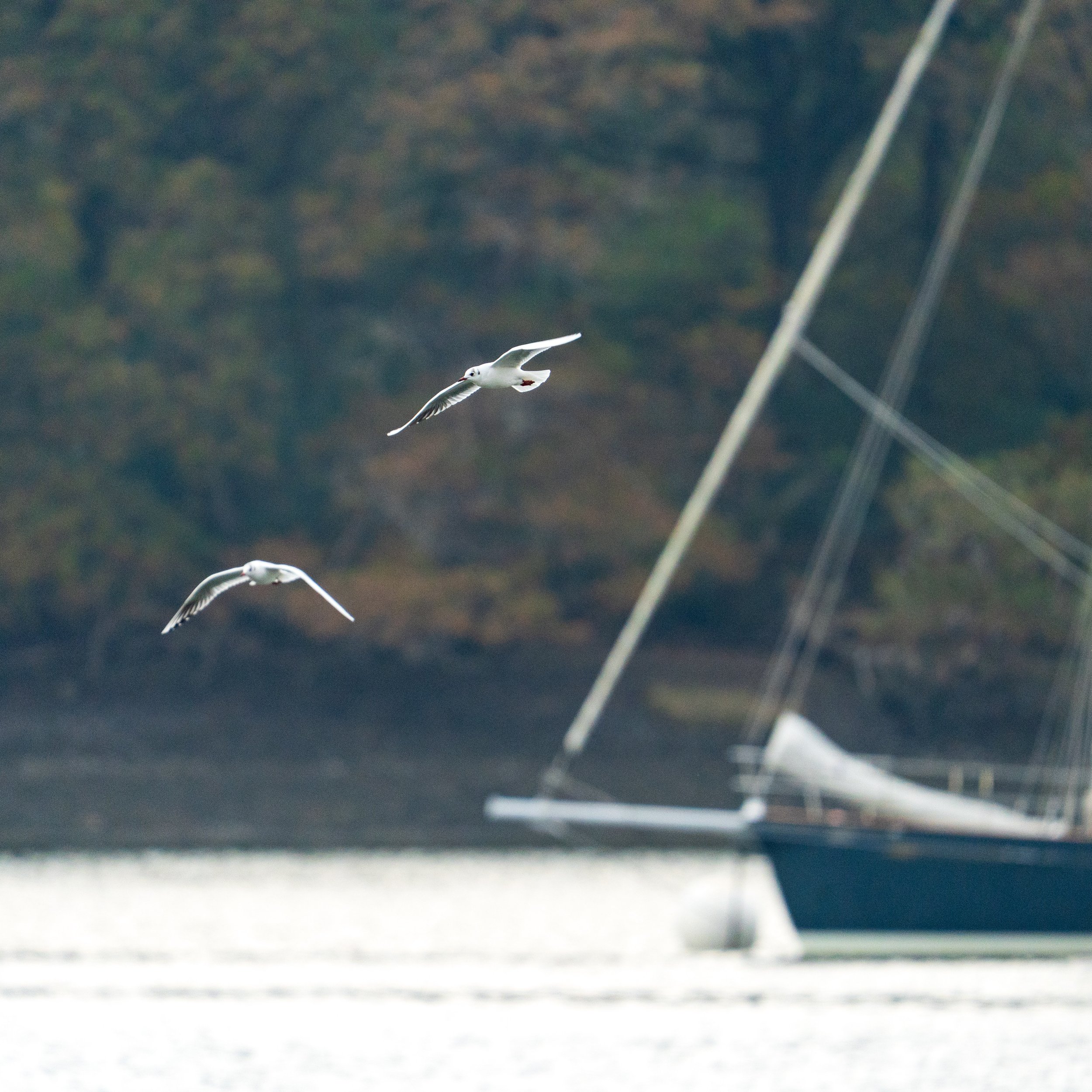 Two seagulls flying over the water with a sailboat moored nearby and a wooded hill in the background.