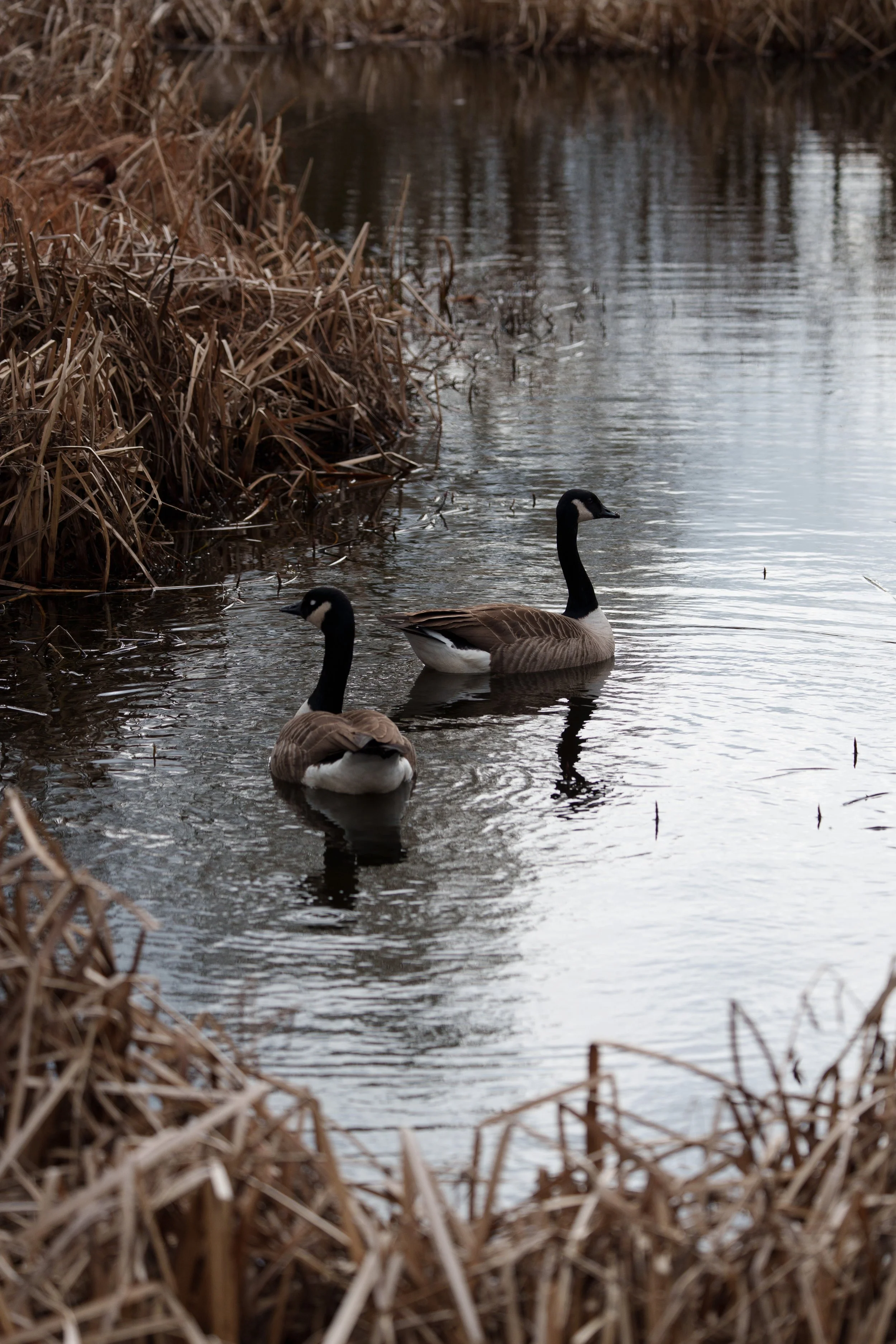 Two Canada geese swimming in a pond surrounded by reeds.