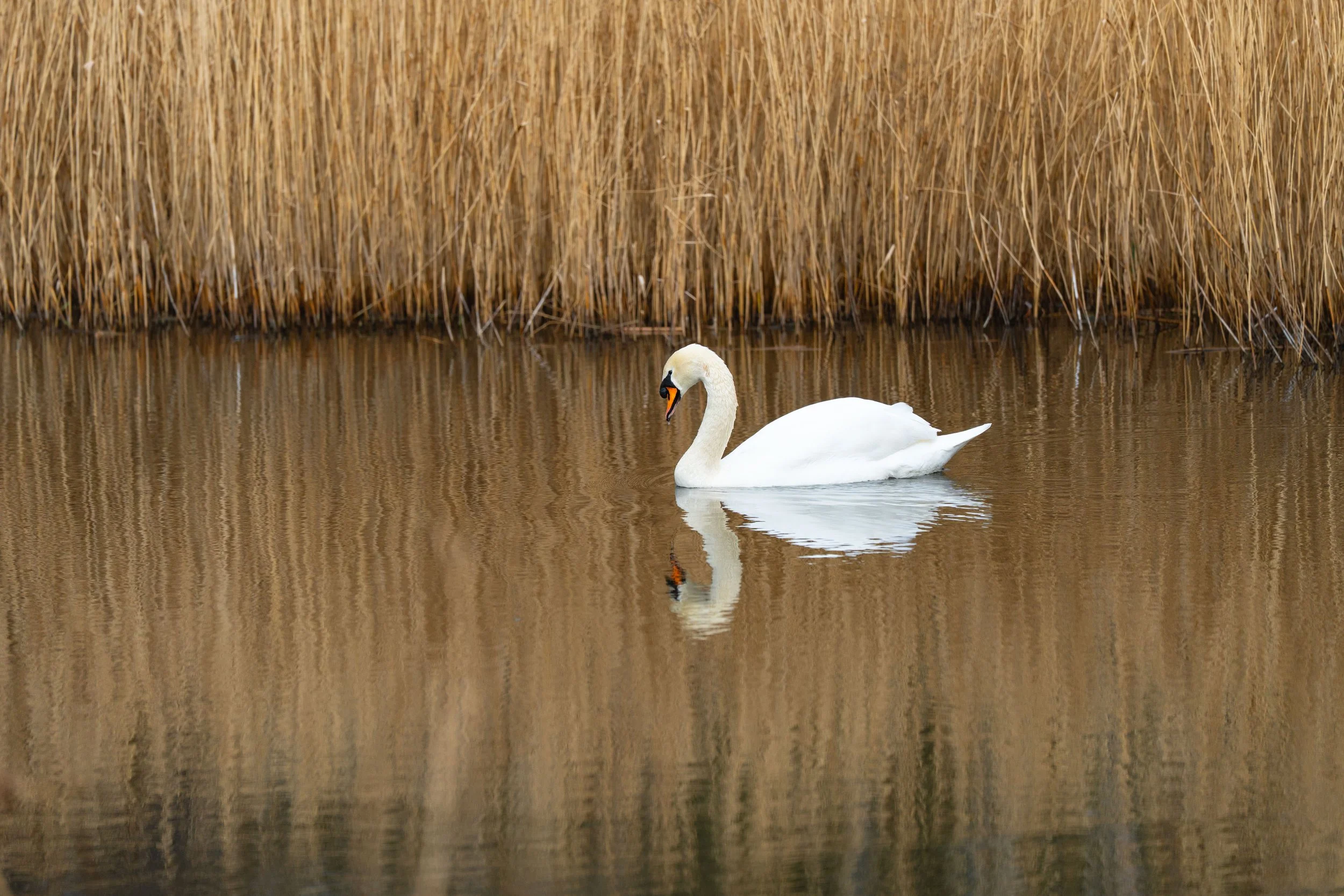 A white swan swimming in a calm body of water with tall, dry, brown reeds in the background.