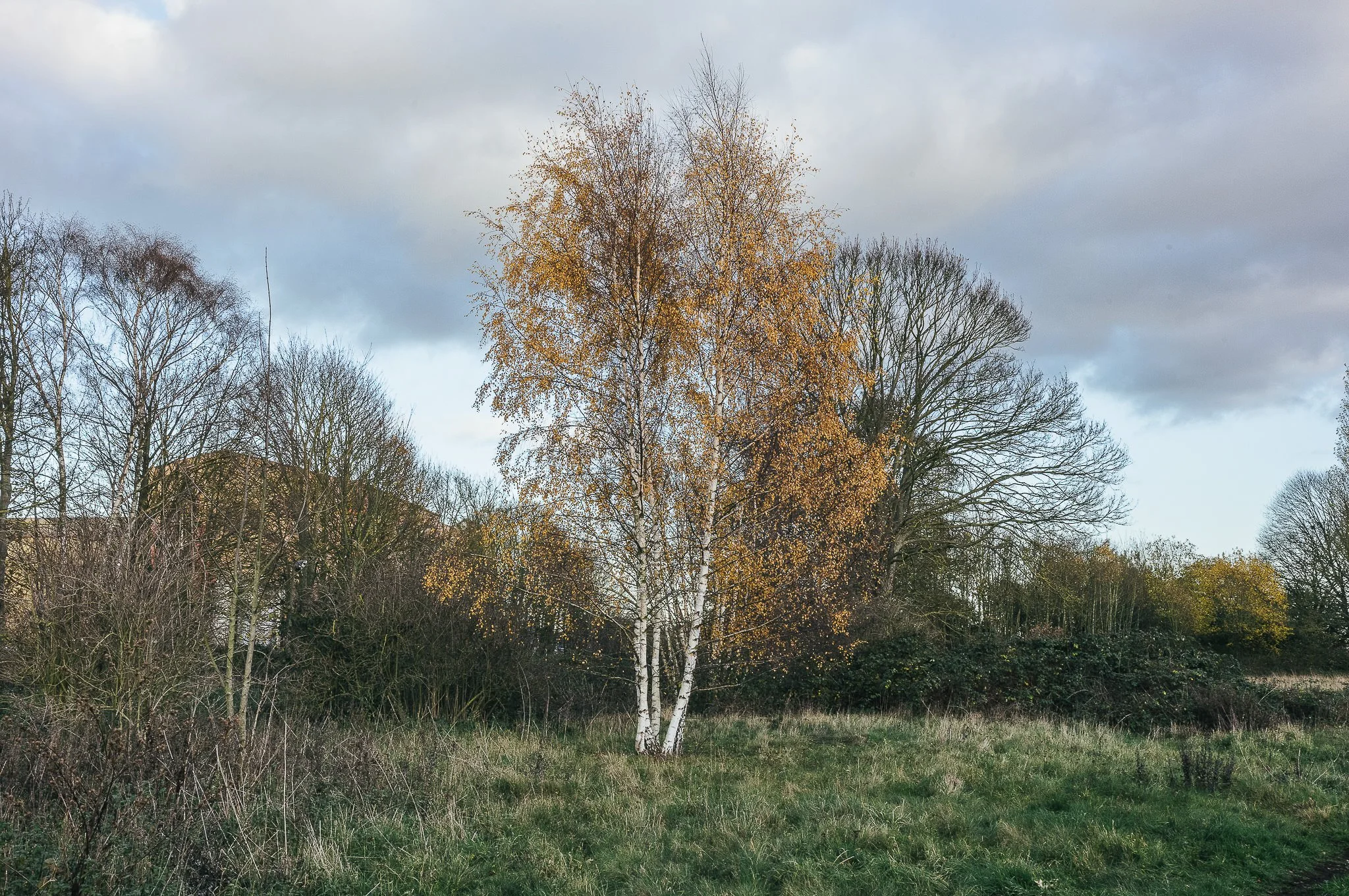 Yorkshire documentary photographer, Leica M11, Selby common at golden hour