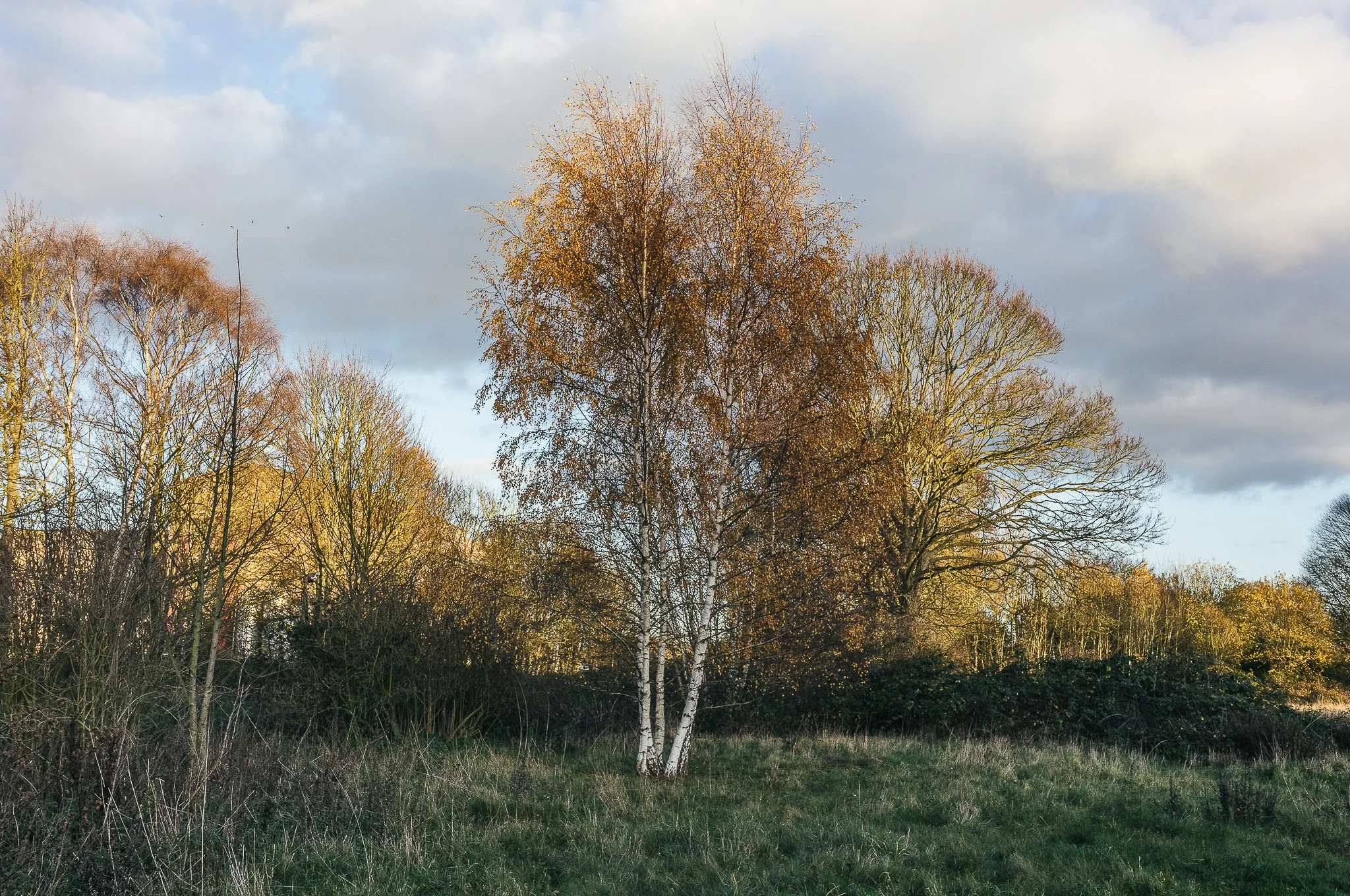 Yorkshire documentary photographer, Leica M11, Selby common at golden hour
