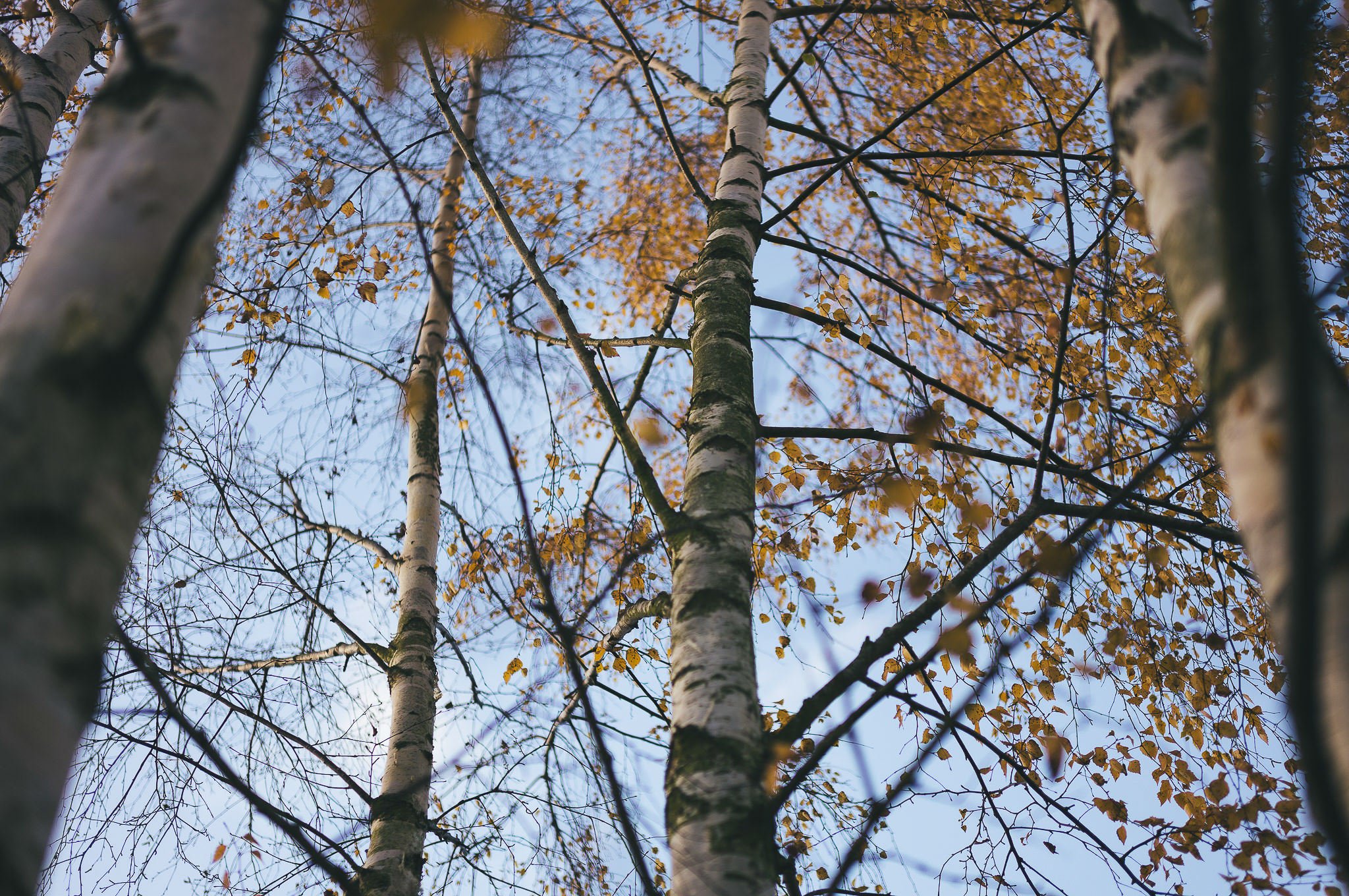 Yorkshire documentary photographer, Leica M11, Selby common at golden hour