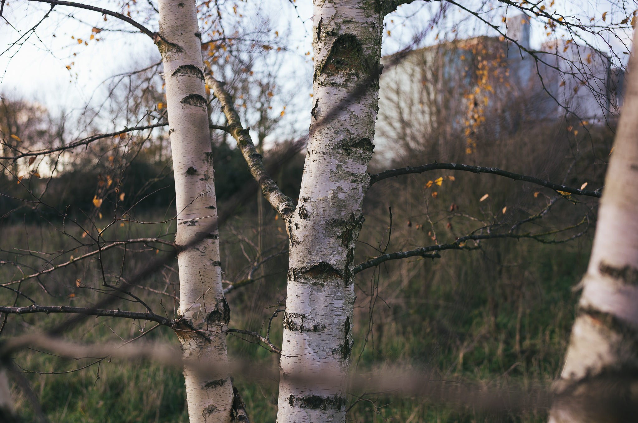Yorkshire documentary photographer, Leica M11, Selby common at golden hour