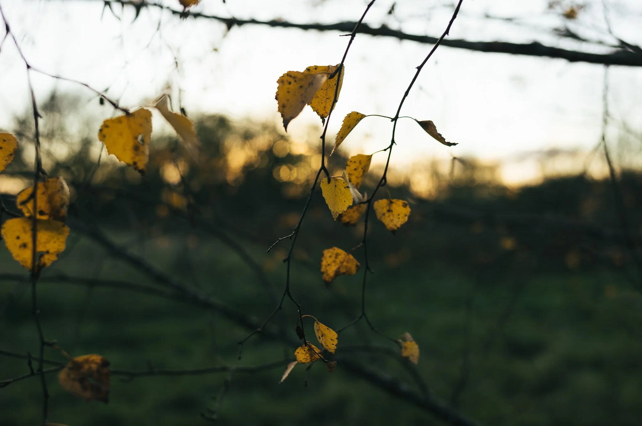 Yorkshire documentary photographer, Leica M11, Selby common at golden hour