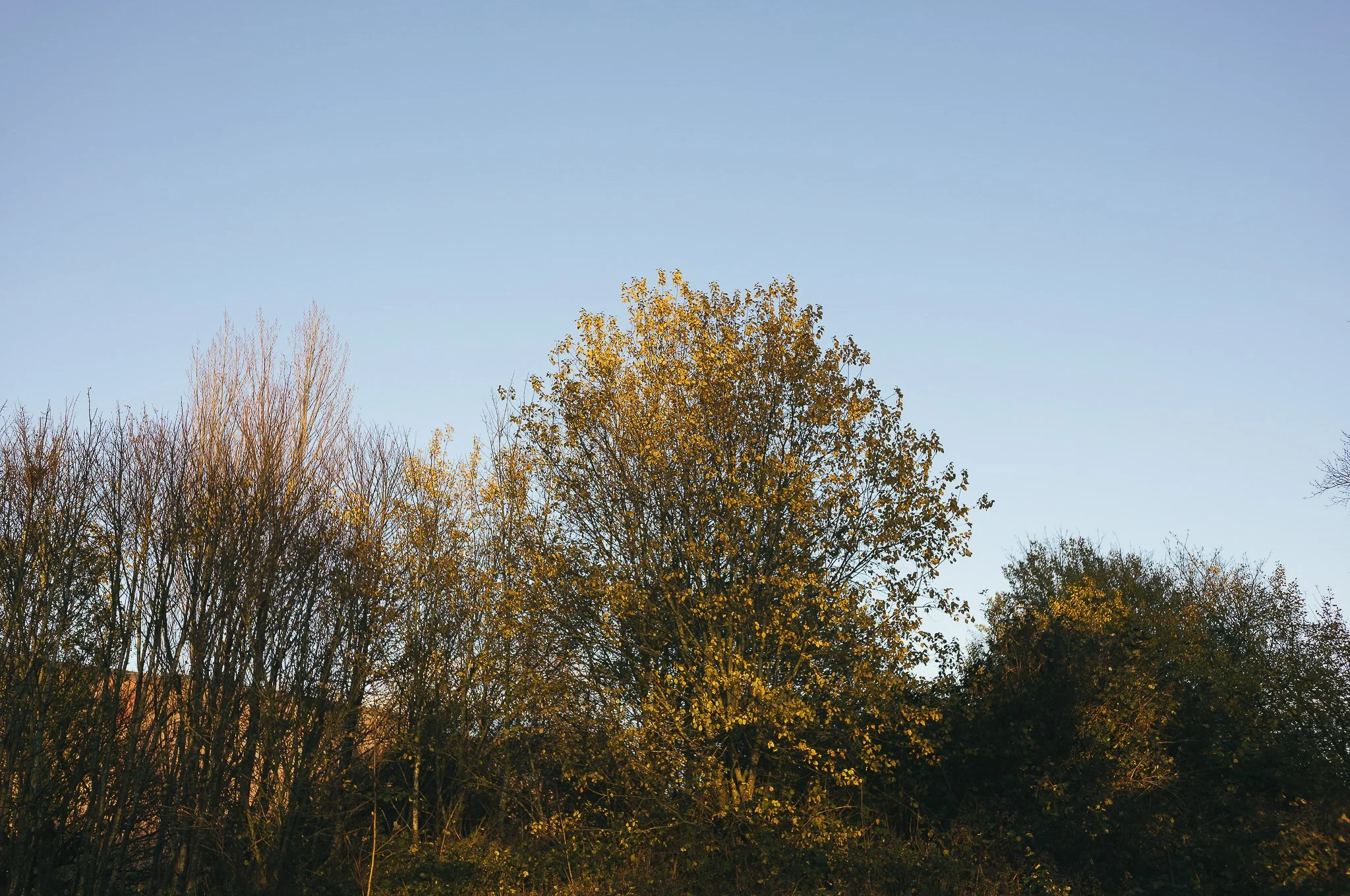 Yorkshire documentary photographer, Leica M11, Selby common at golden hour