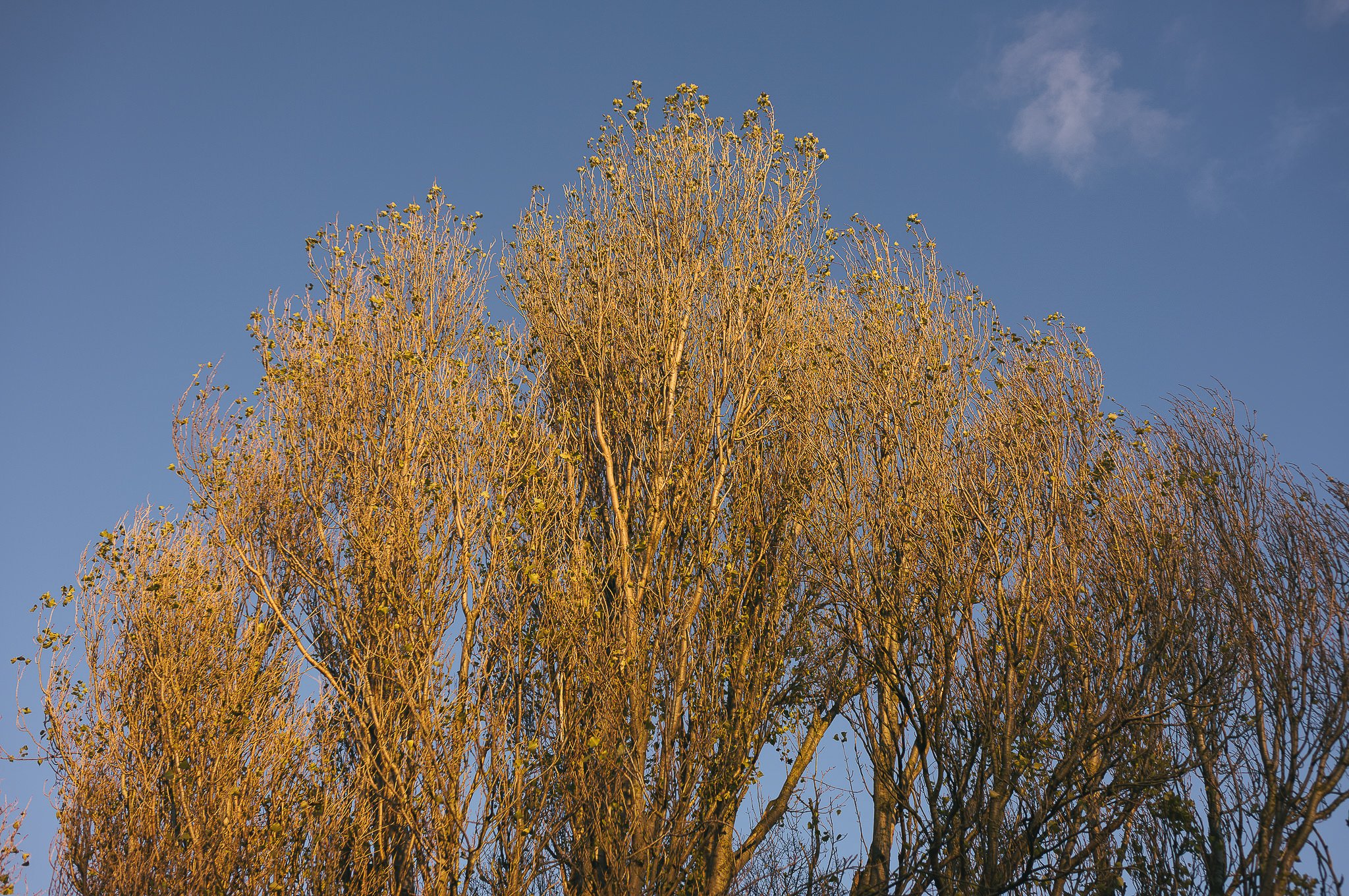 Yorkshire documentary photographer, Leica M11, Selby common at golden hour
