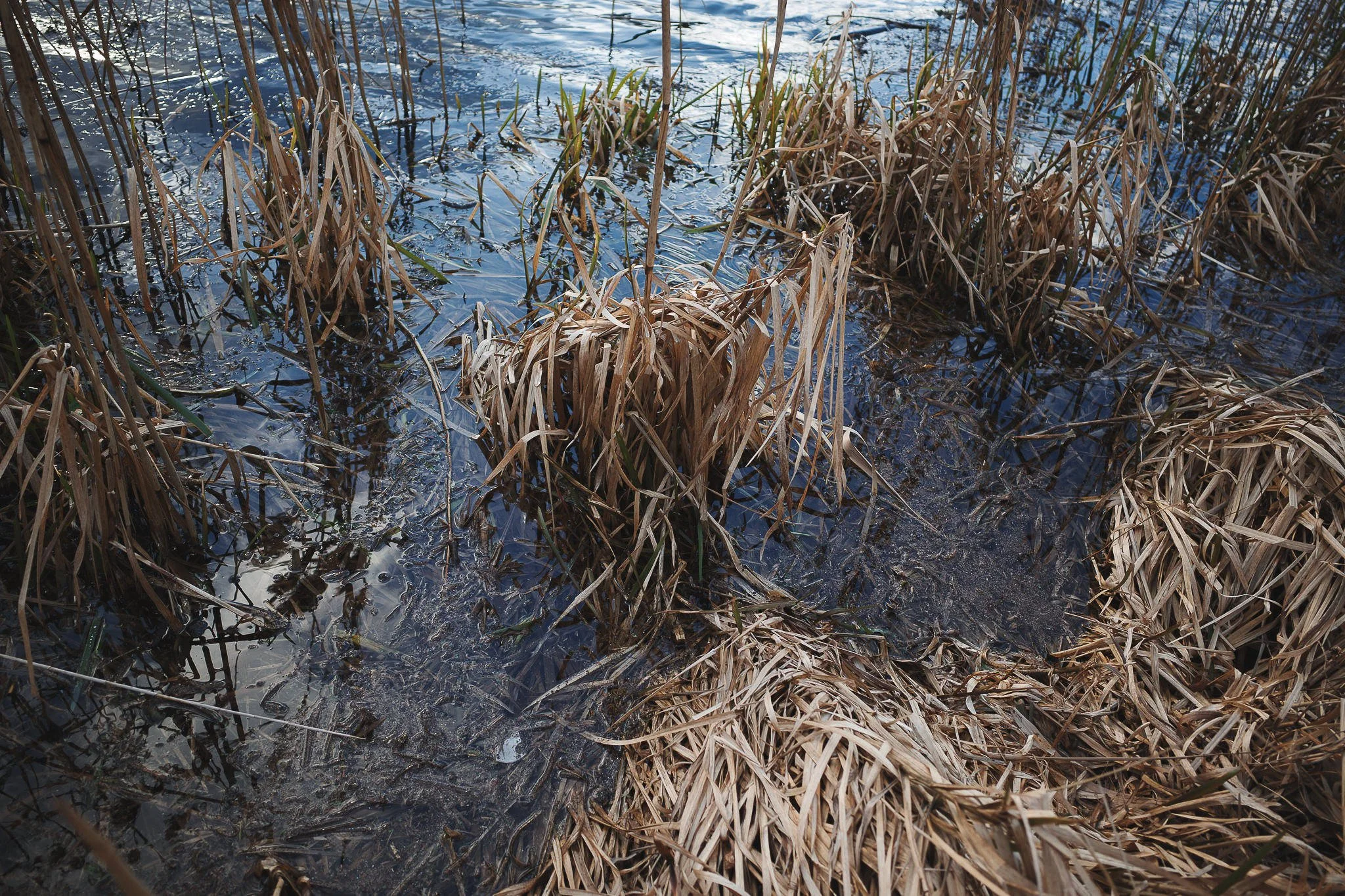 Castle Howard Lakeside Reeds