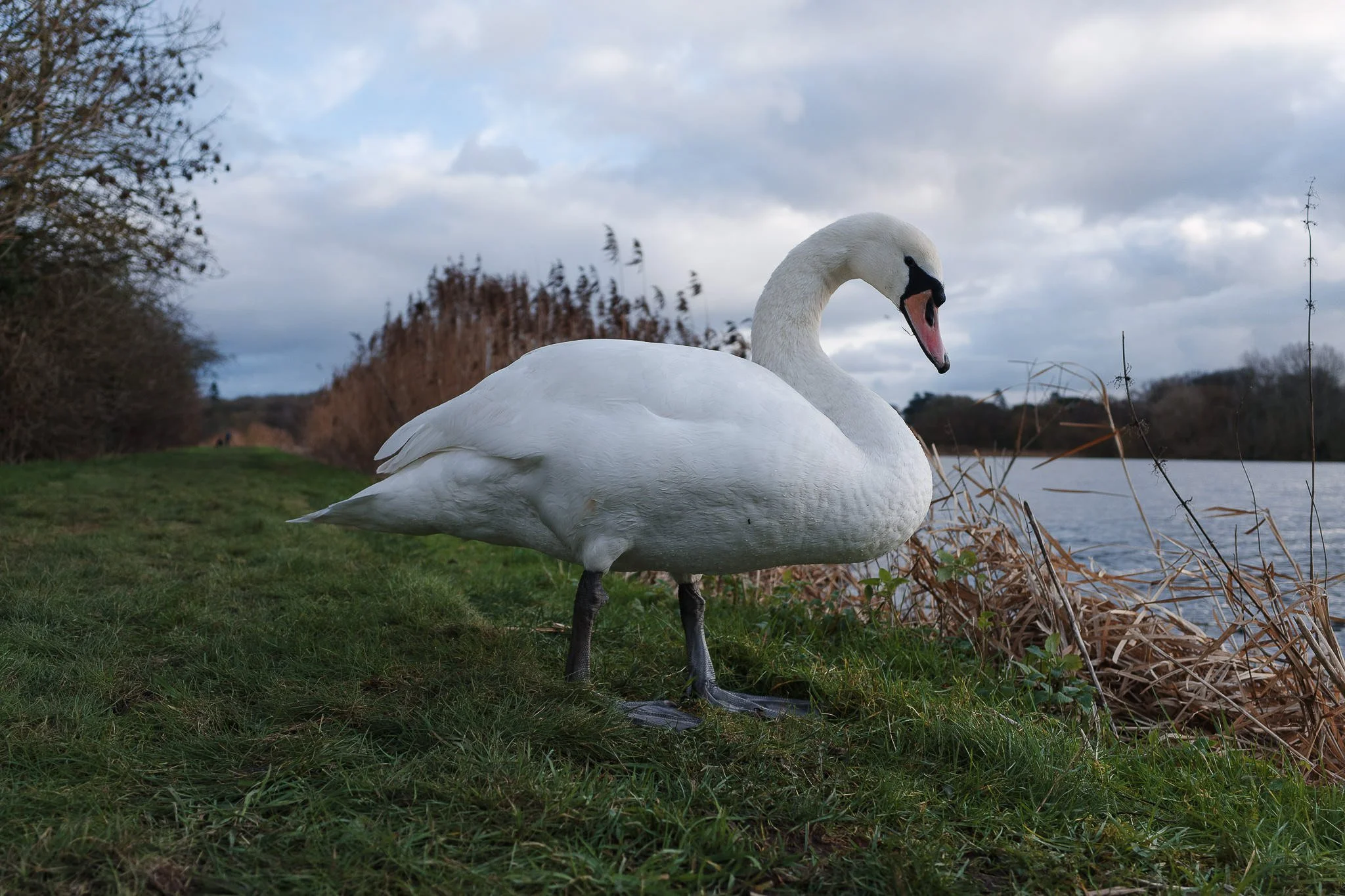 Castle Howard Lakeside Swan