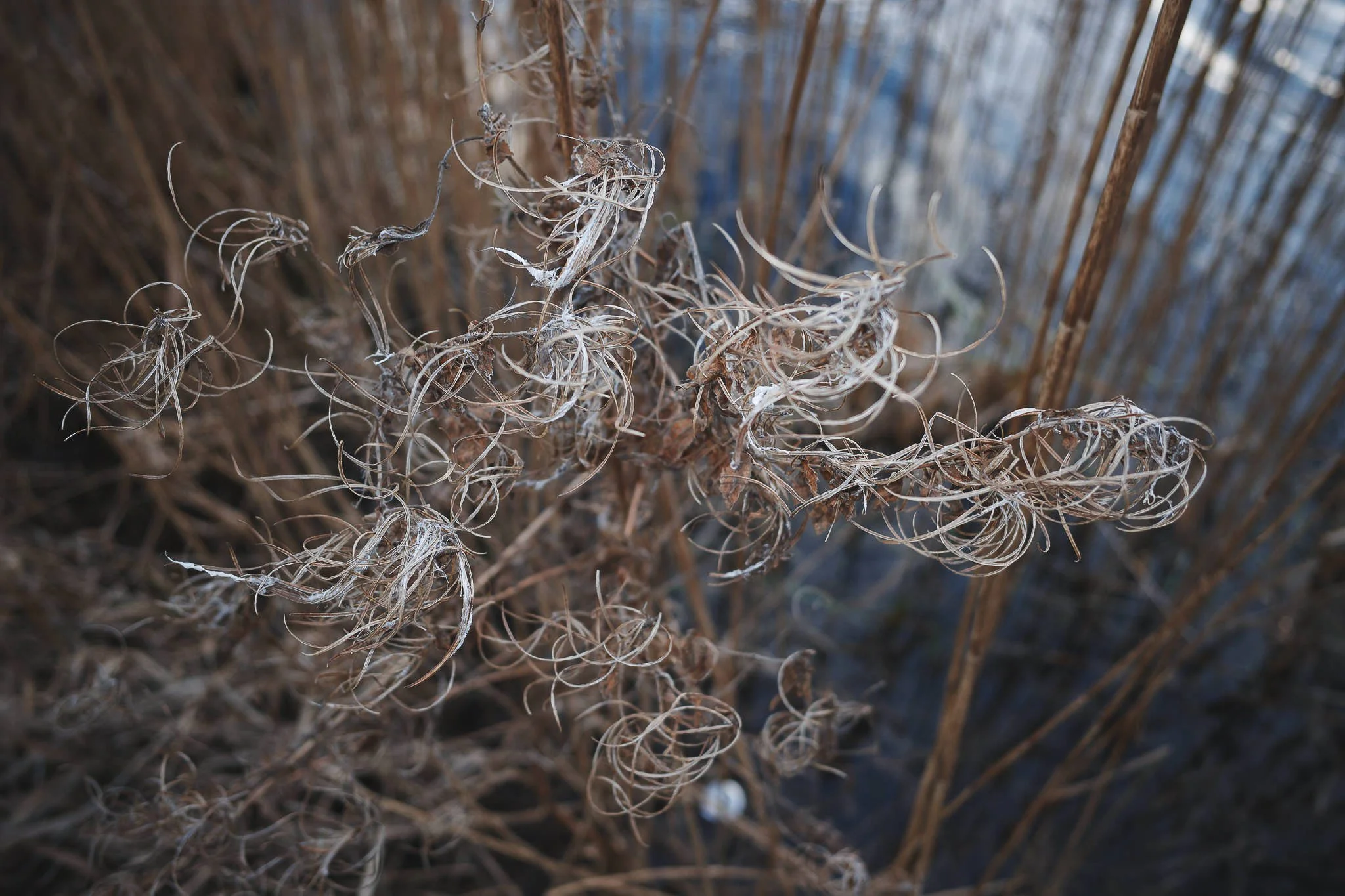 Castle Howard Lakeside More tangled reeds