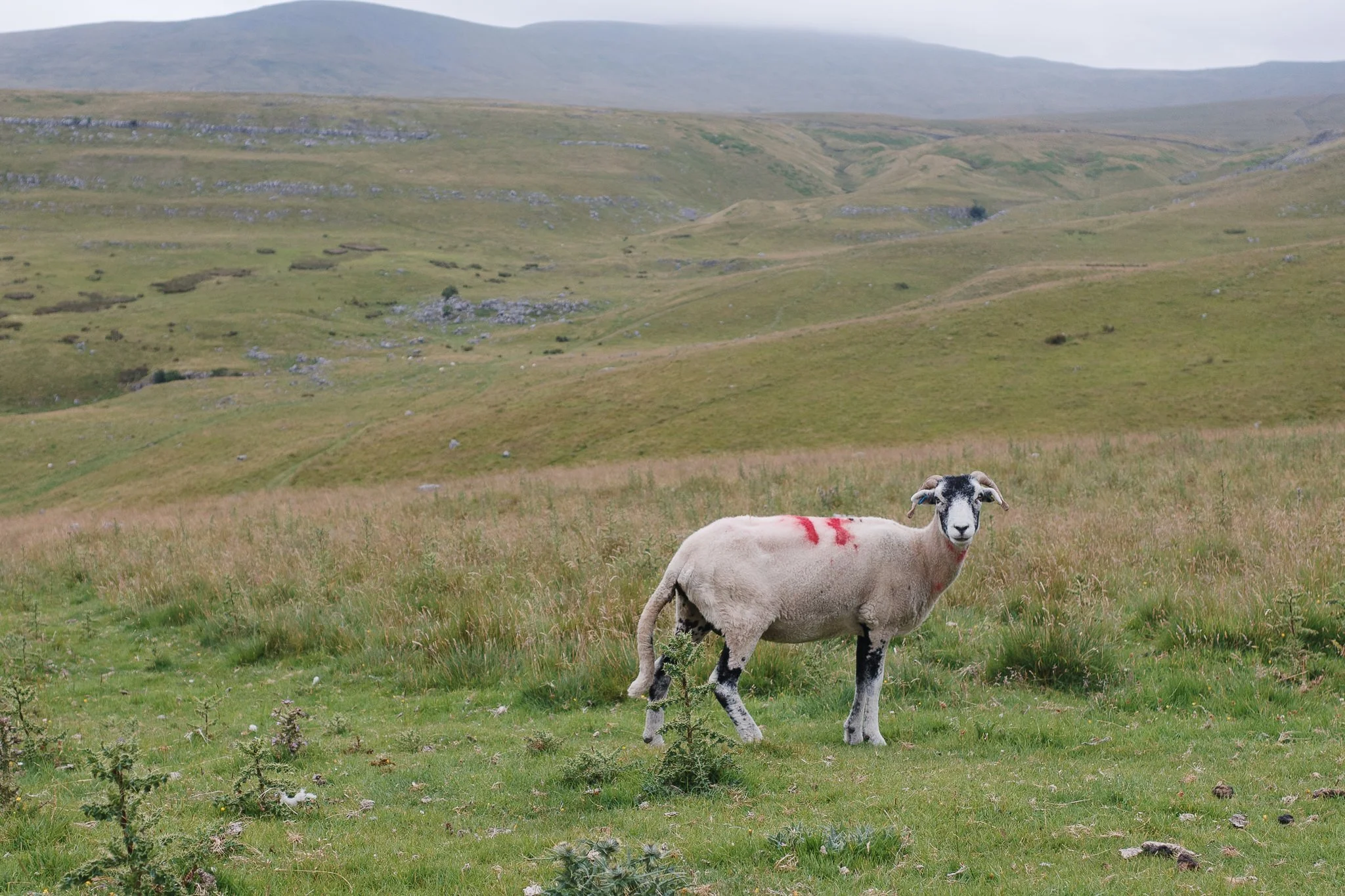 Ingleborough