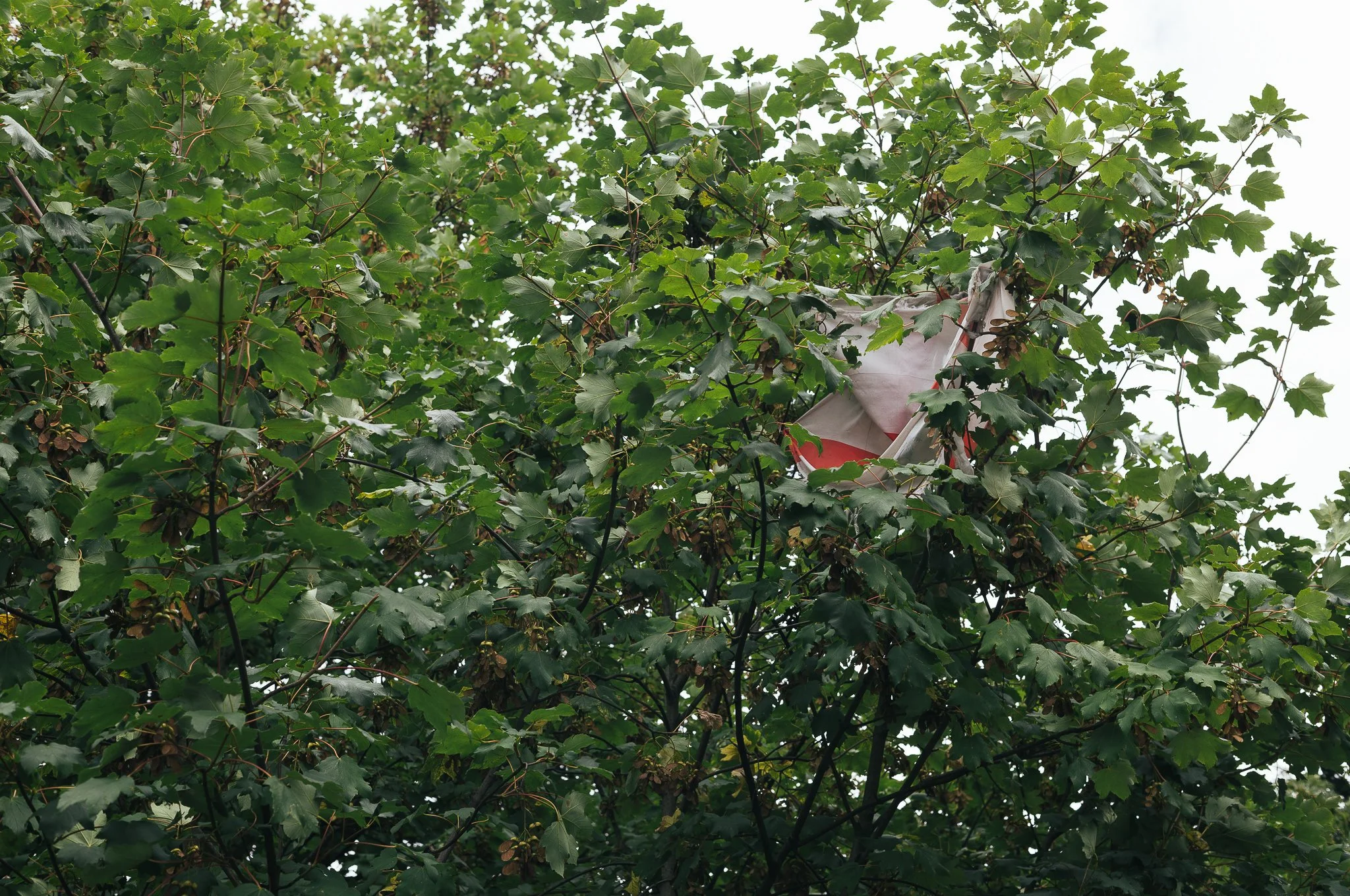 Tattered England flags hang from trees and lamp posts all around Pontefract