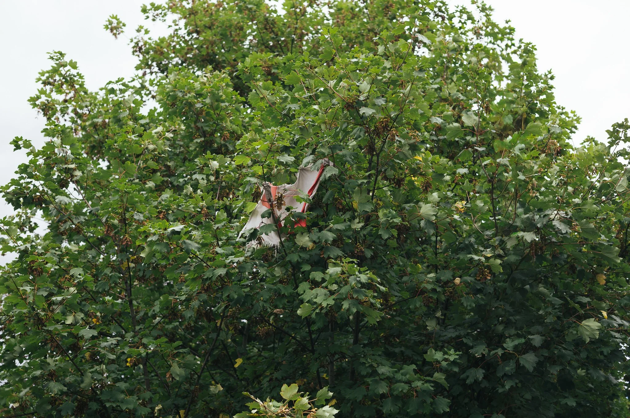 Tattered England flags hang from trees and lamp posts all around Pontefract
